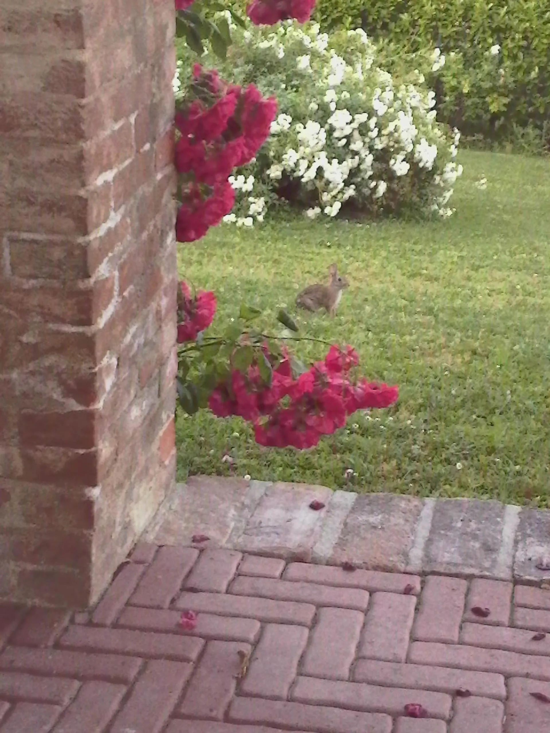 Garden in Casa Rovelli