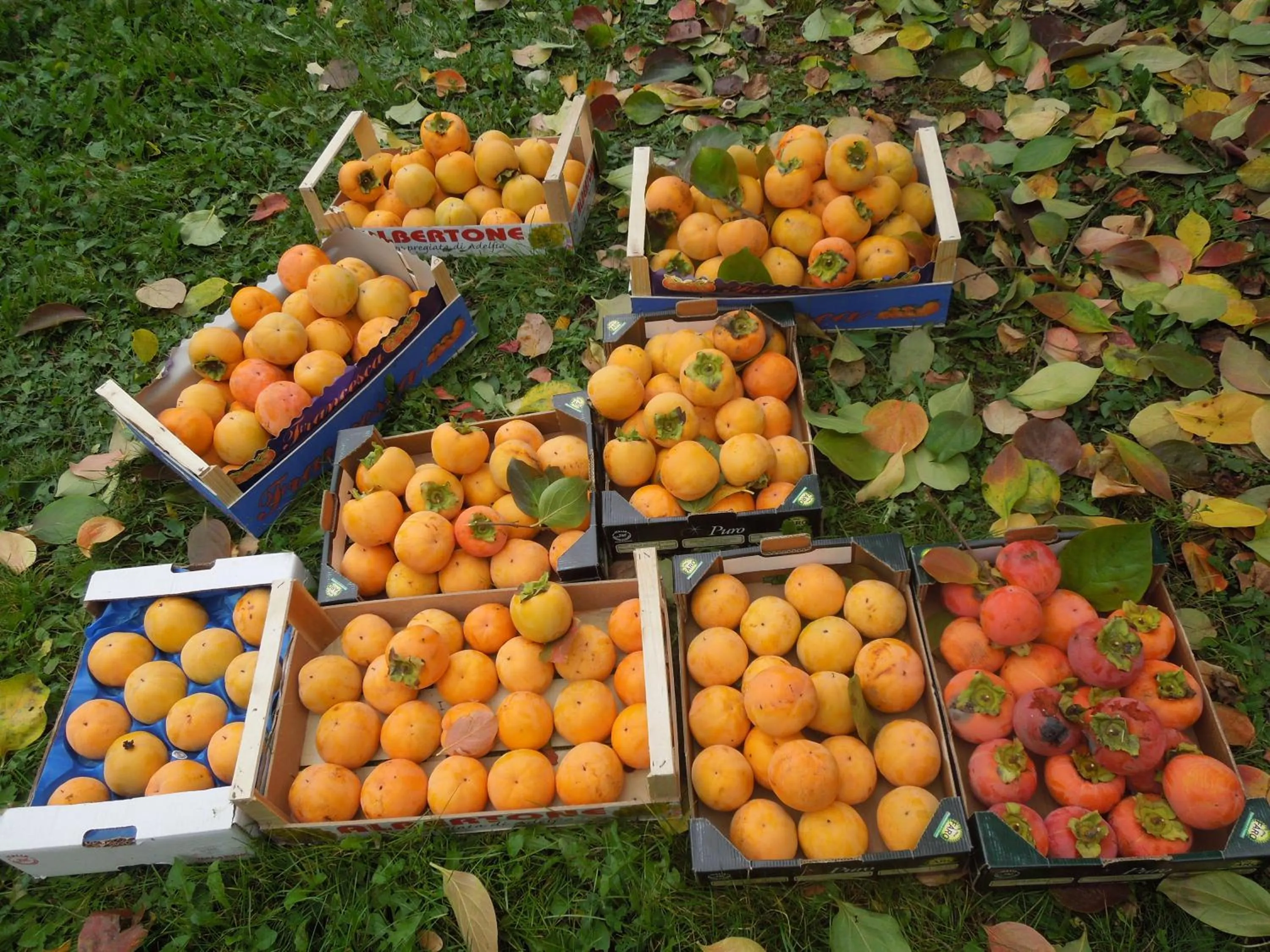 Decorative detail in Casa Rovelli