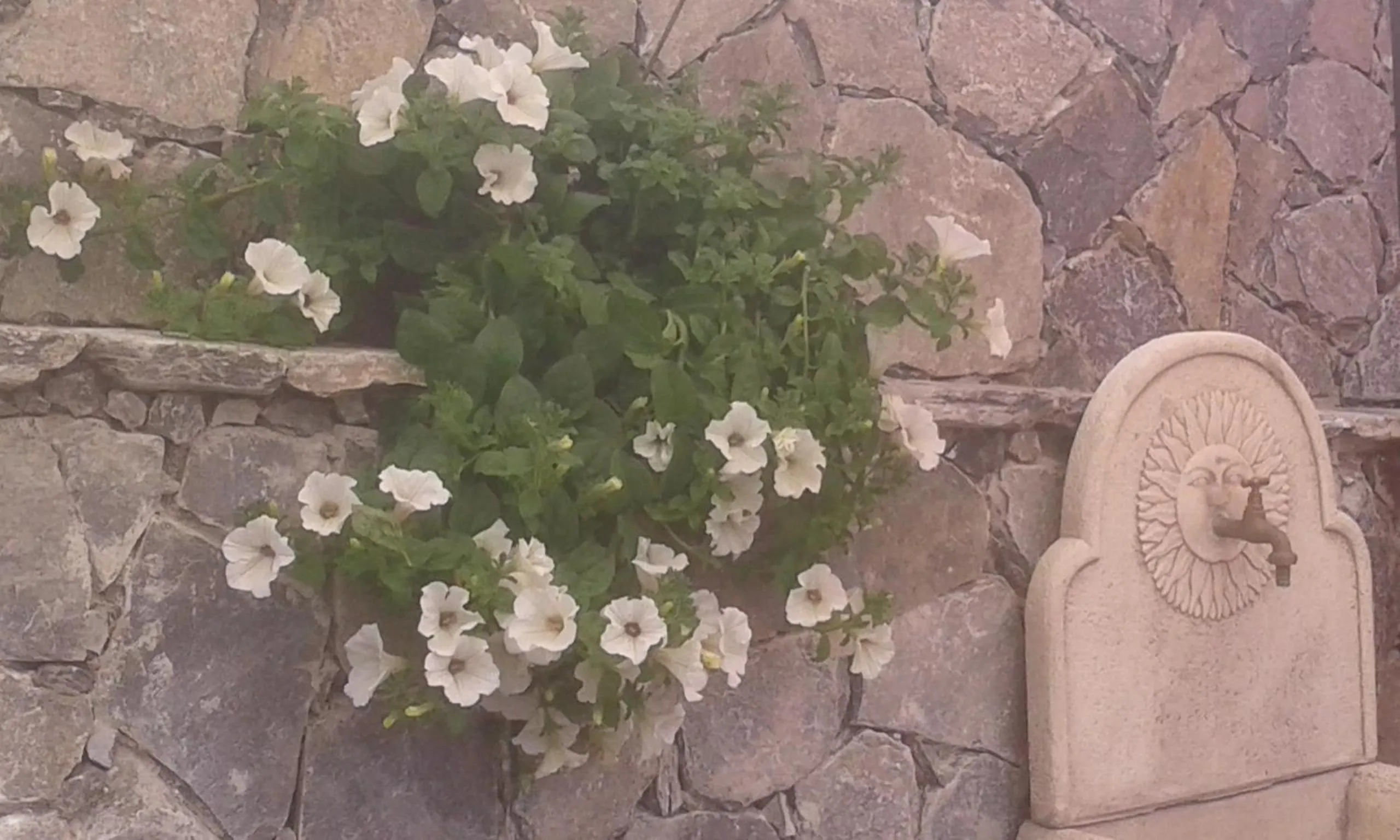 Garden in Dreams Guest House