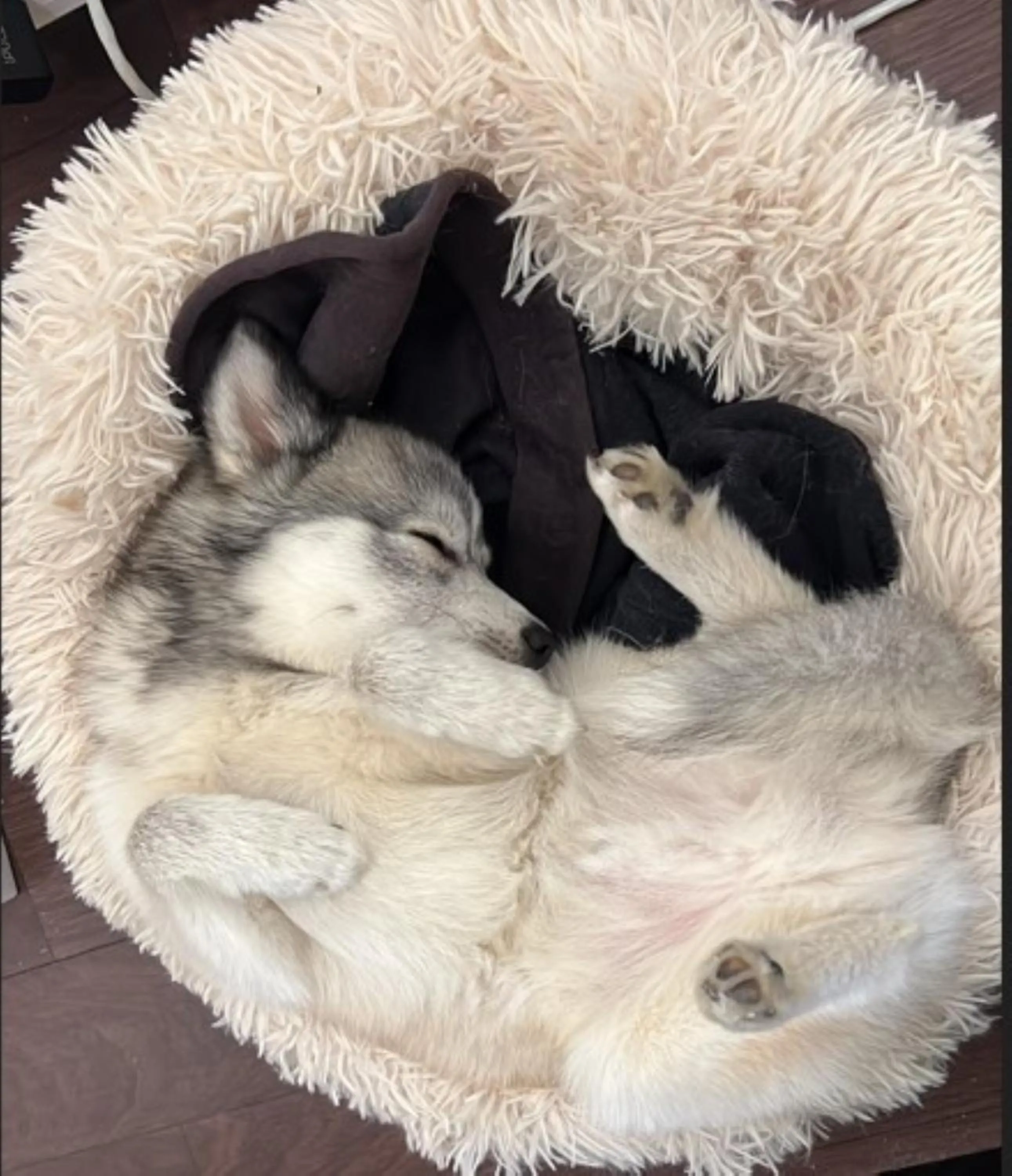 pet friendly in Kyriad Rouen Sud - Oissel