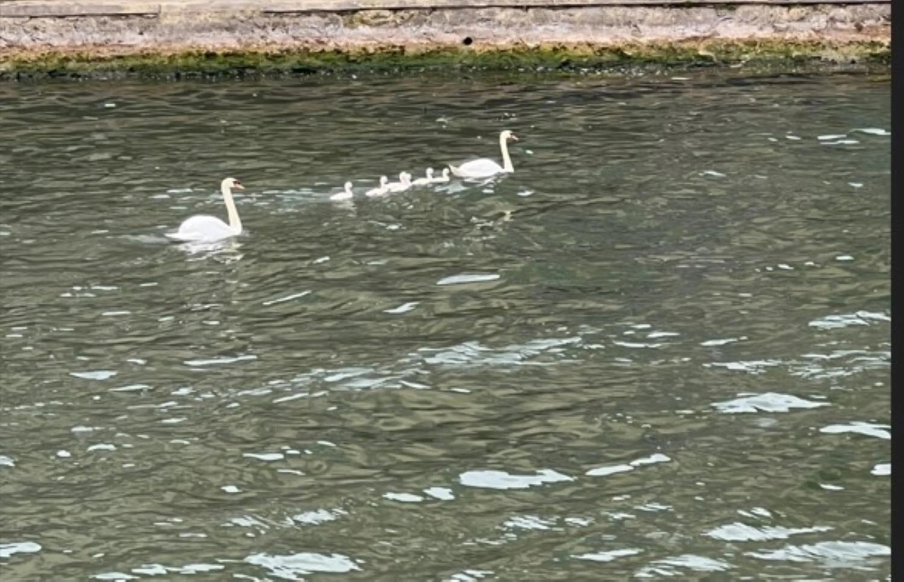 pet friendly in Kyriad Rouen Sud - Oissel