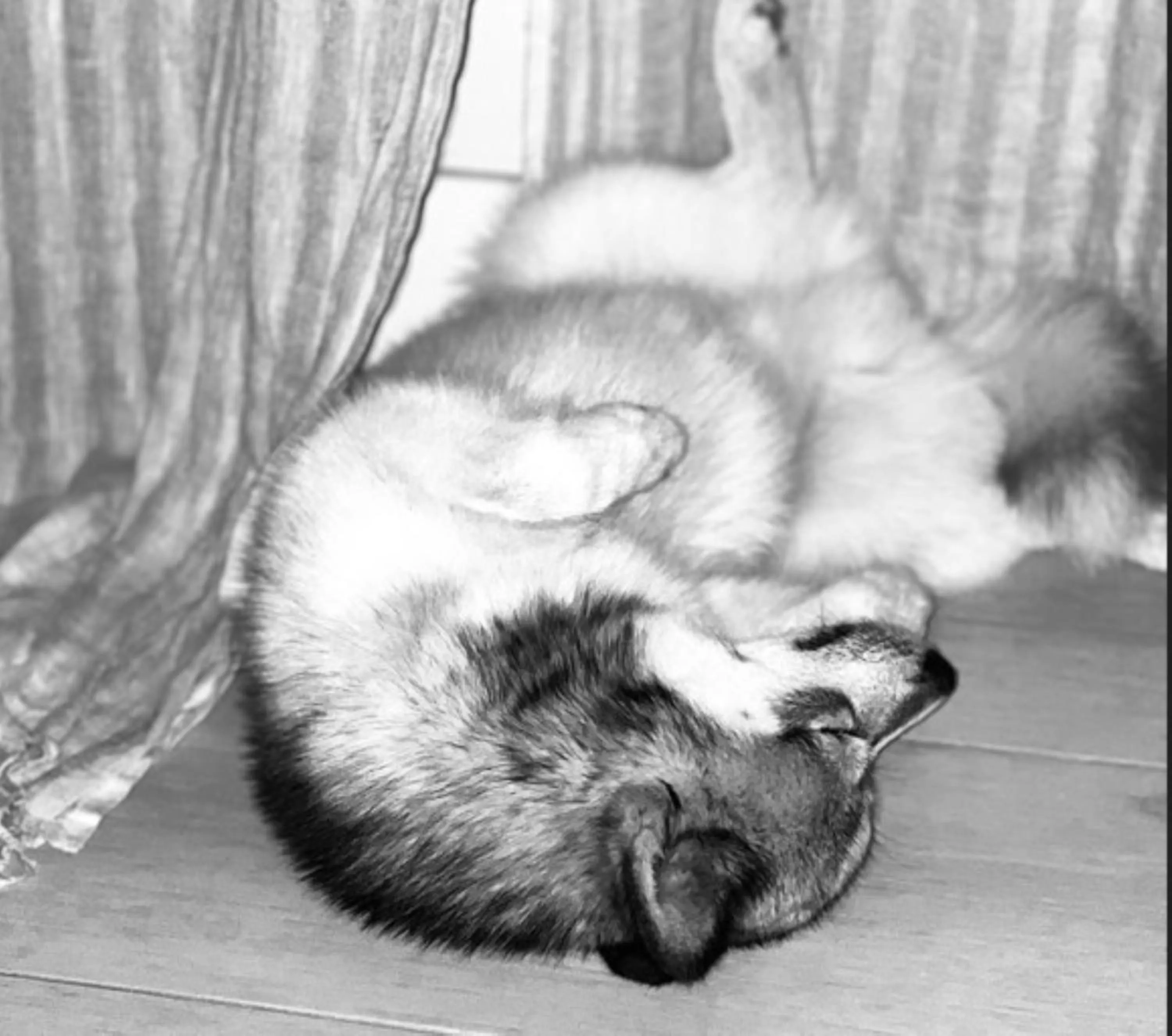 pet friendly in Kyriad Rouen Sud - Oissel