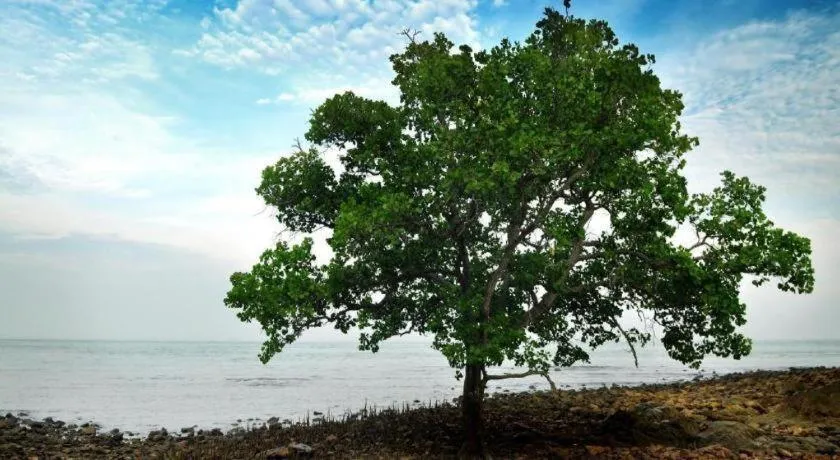 Mynubeholidays - NTCPD