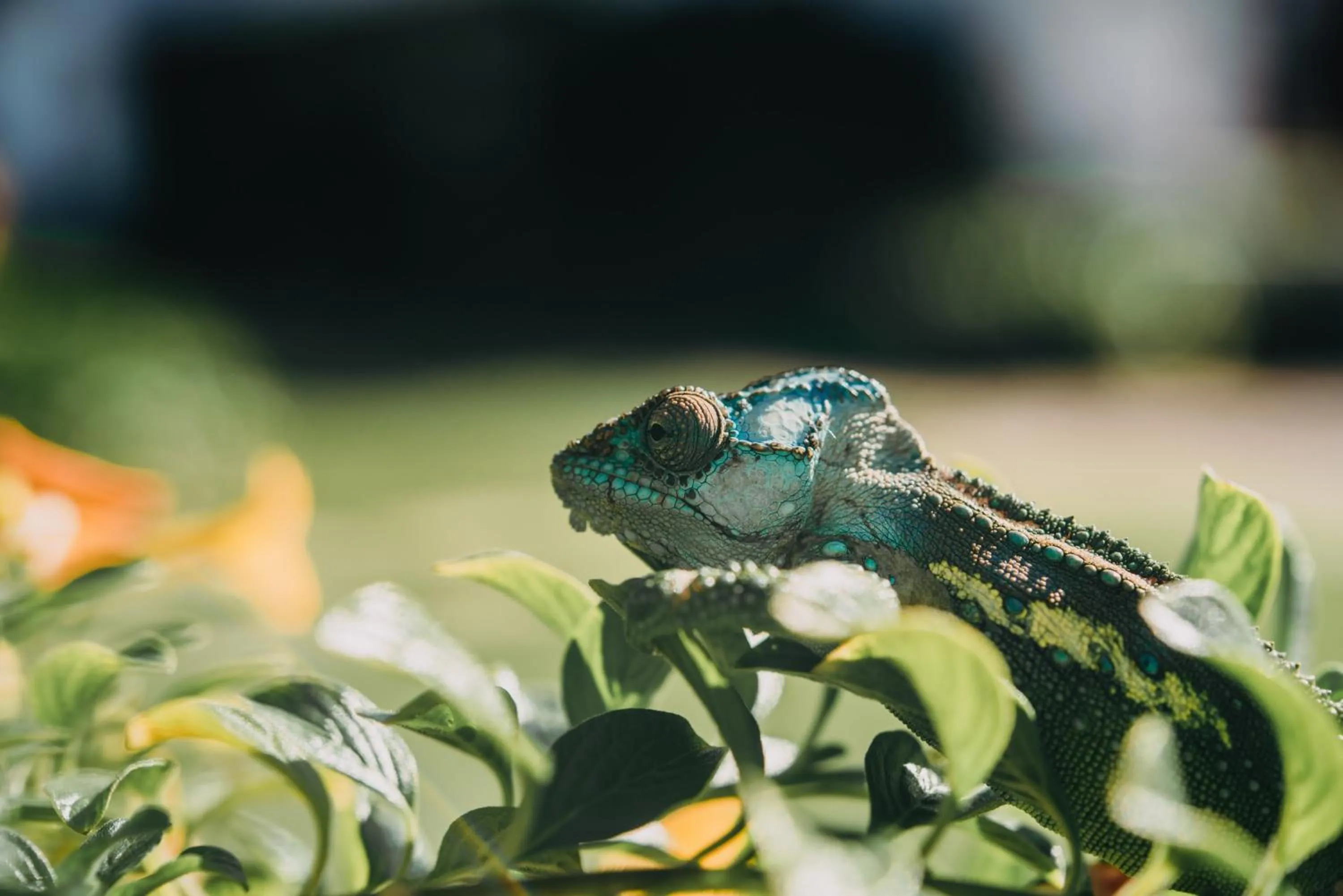 Animals in The Village Lodge