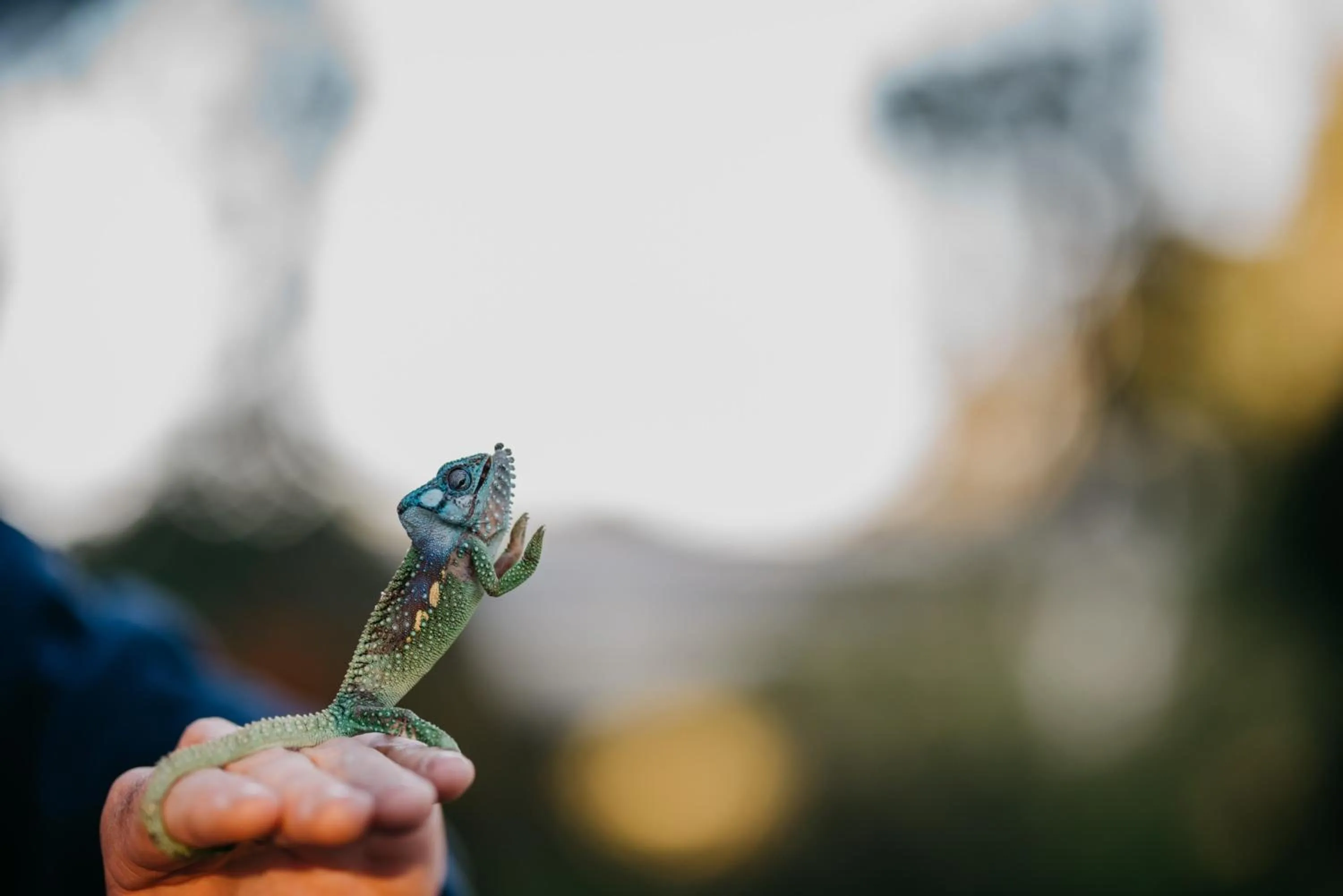 Animals in The Village Lodge