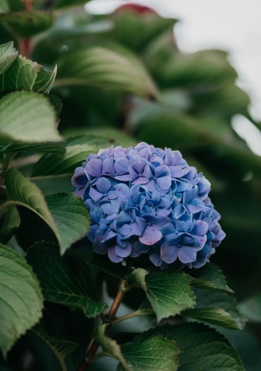Garden in The Village Lodge