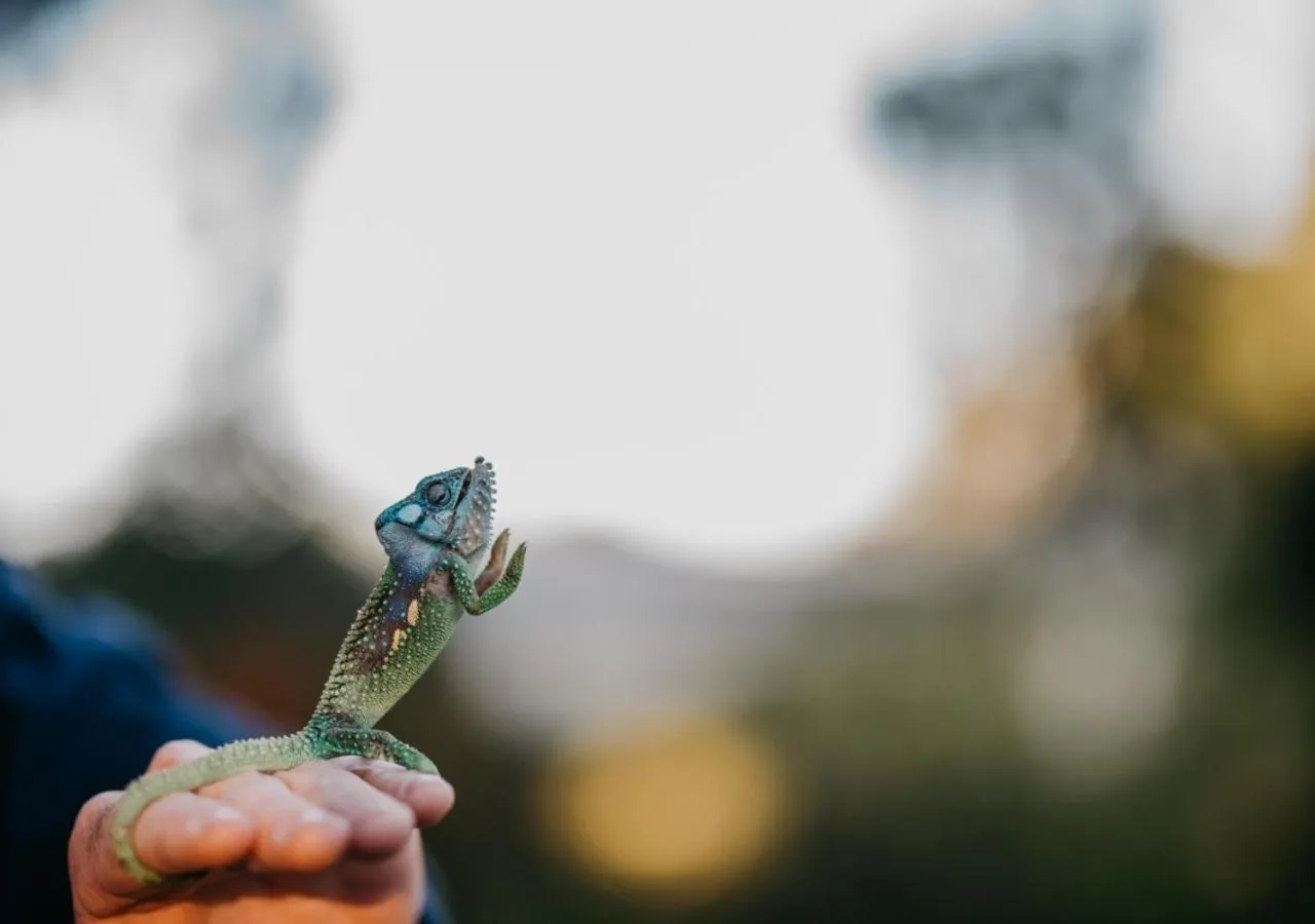 Animals in The Village Lodge