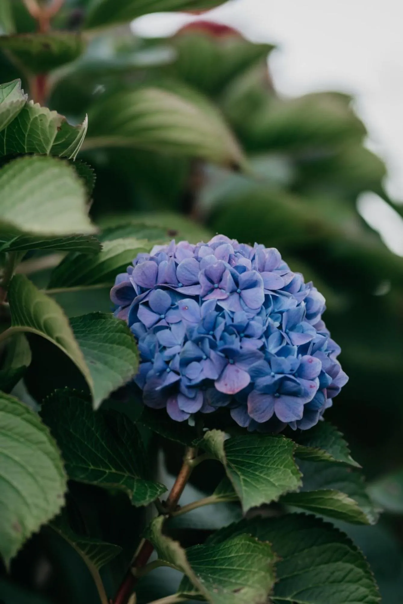 Winter in The Village Lodge