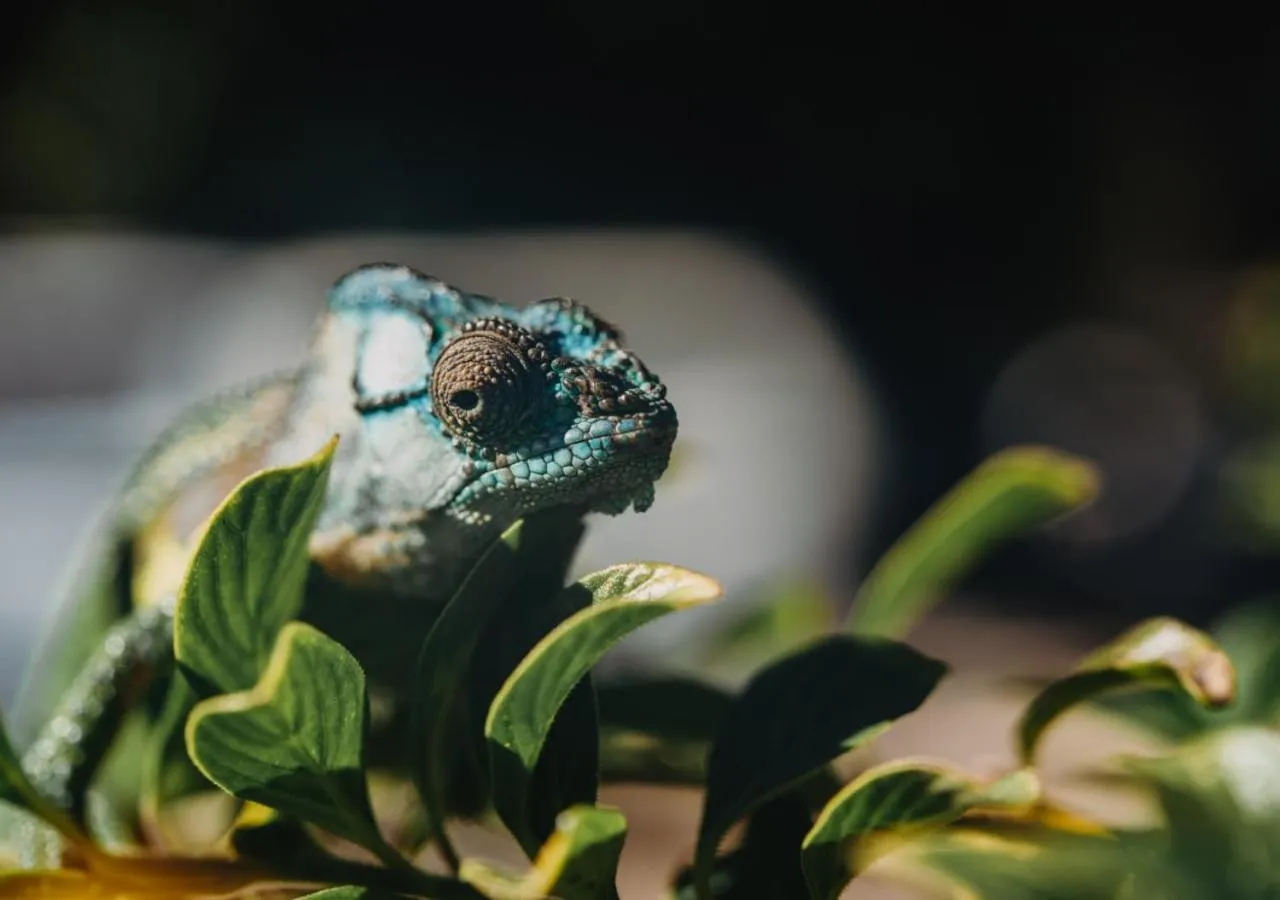 Animals in The Village Lodge