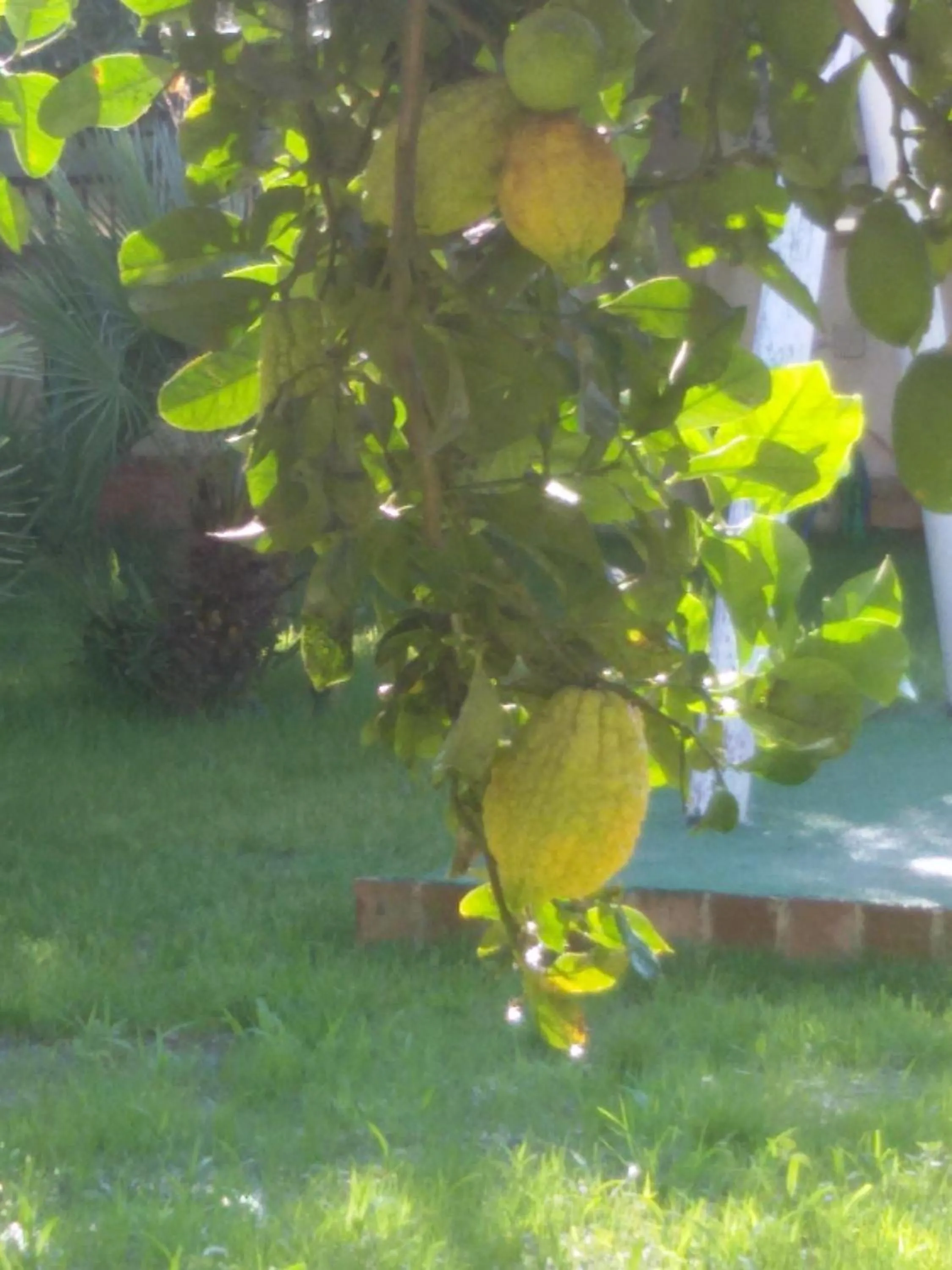 Garden view in Casa Nunna