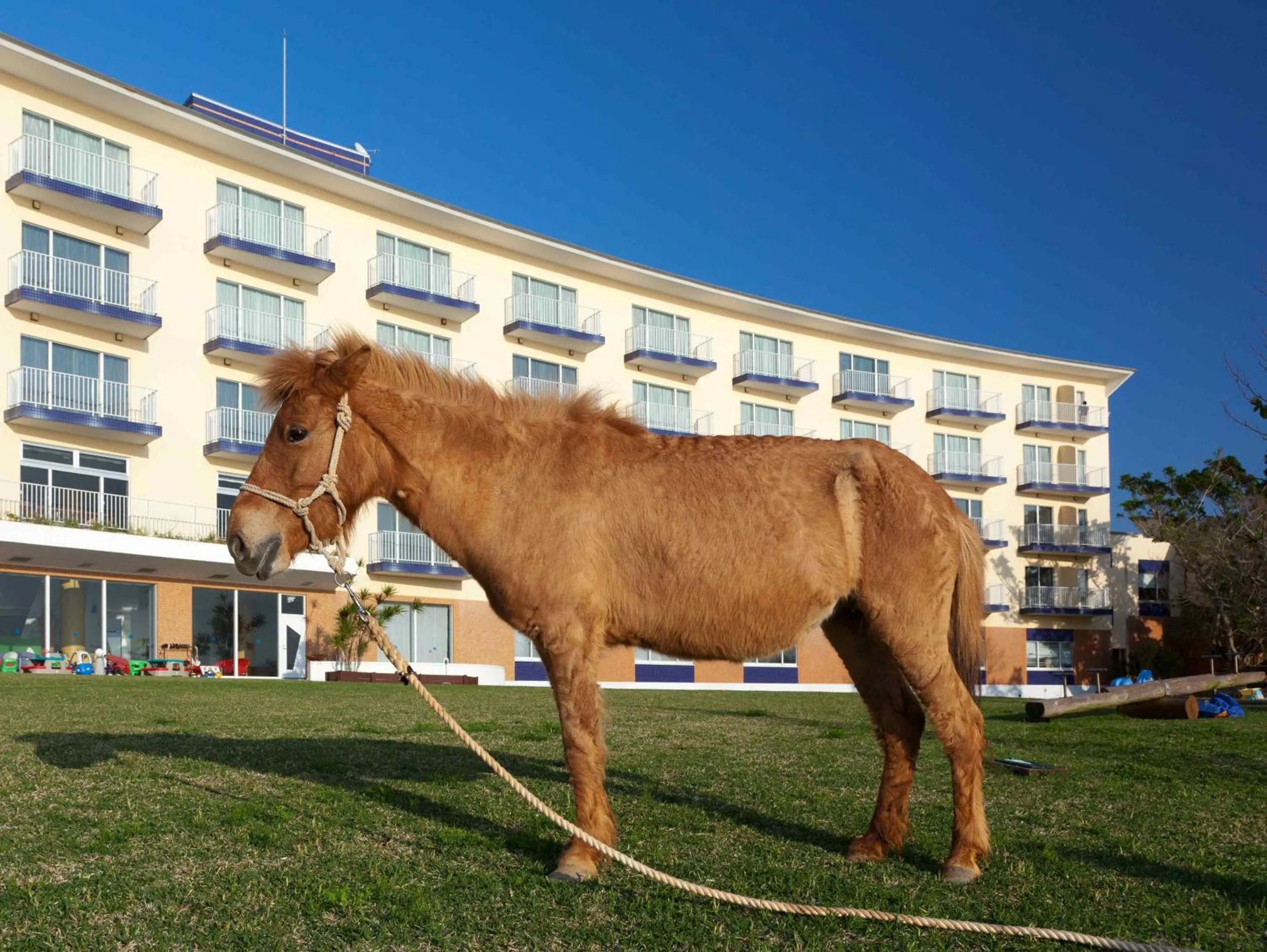 Animals in Marine Piazza Okinawa