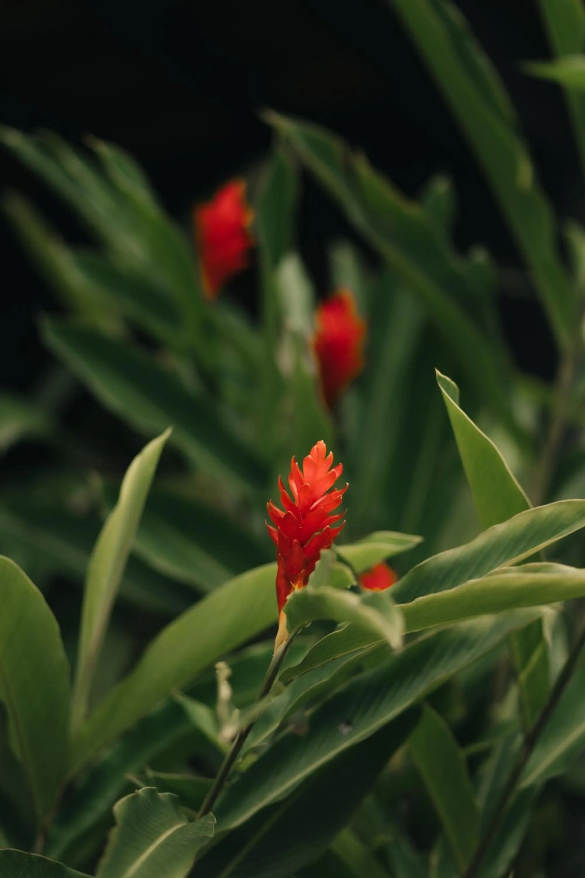 Garden in Casa Mar Paraty