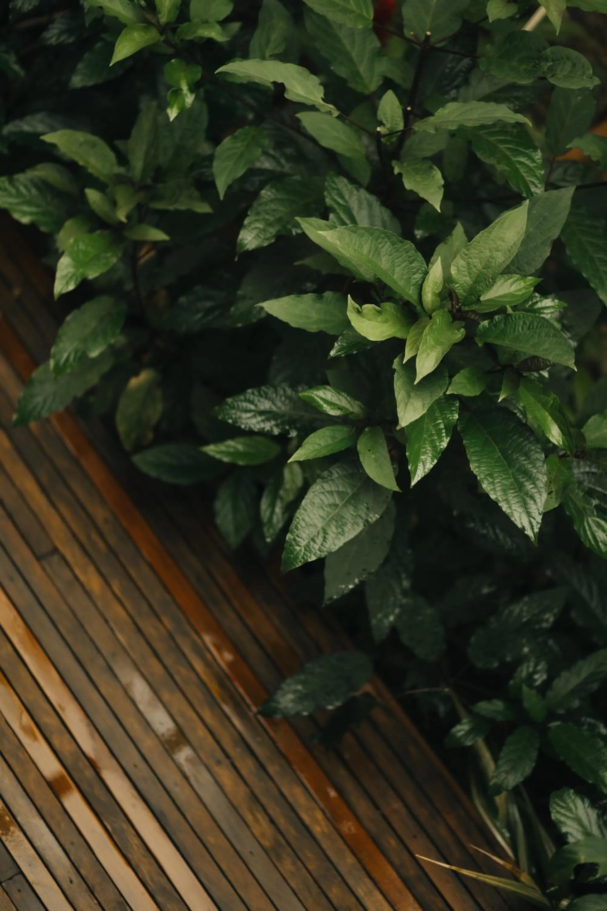 Garden in Casa Mar Paraty