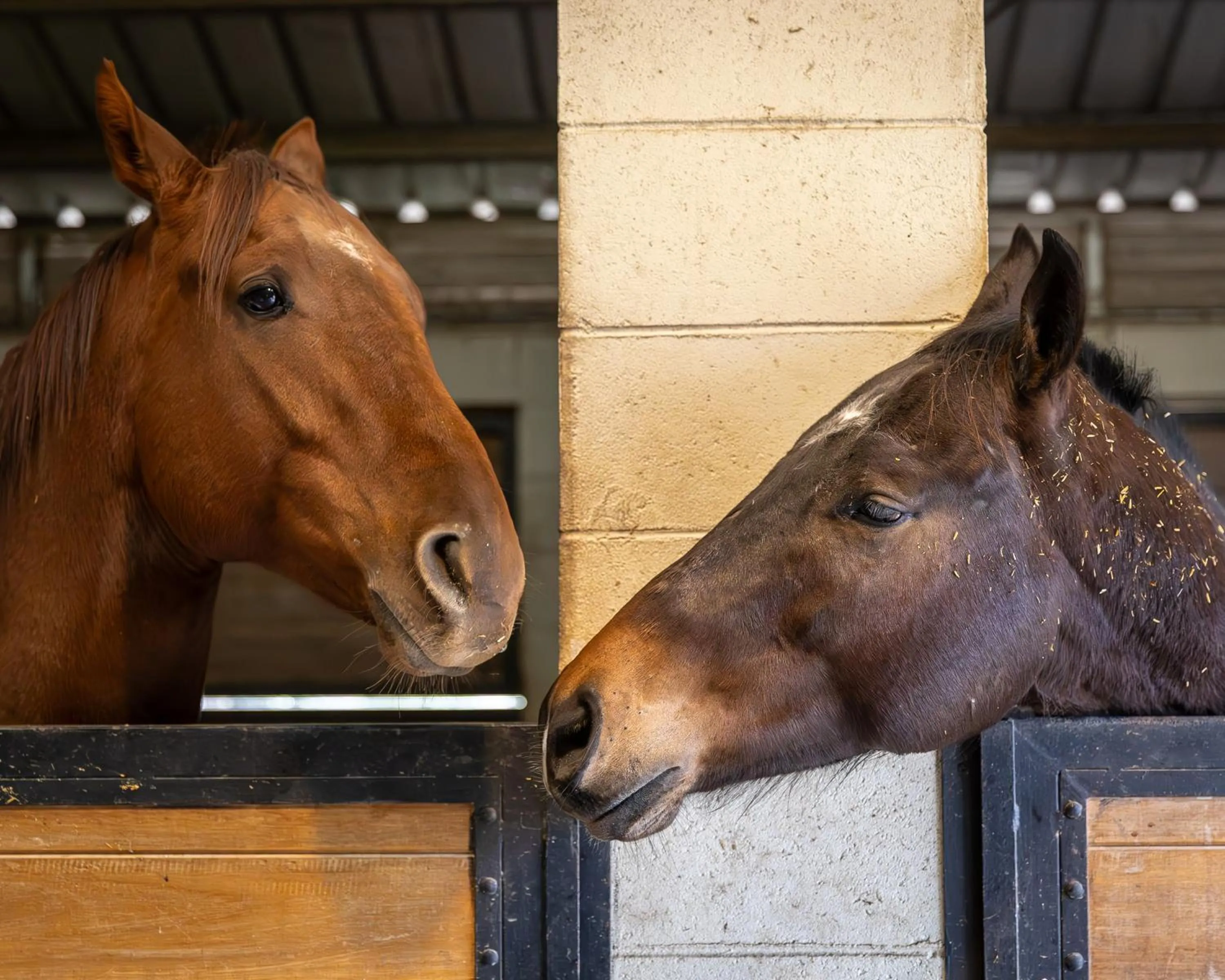 Animals in La Baguala