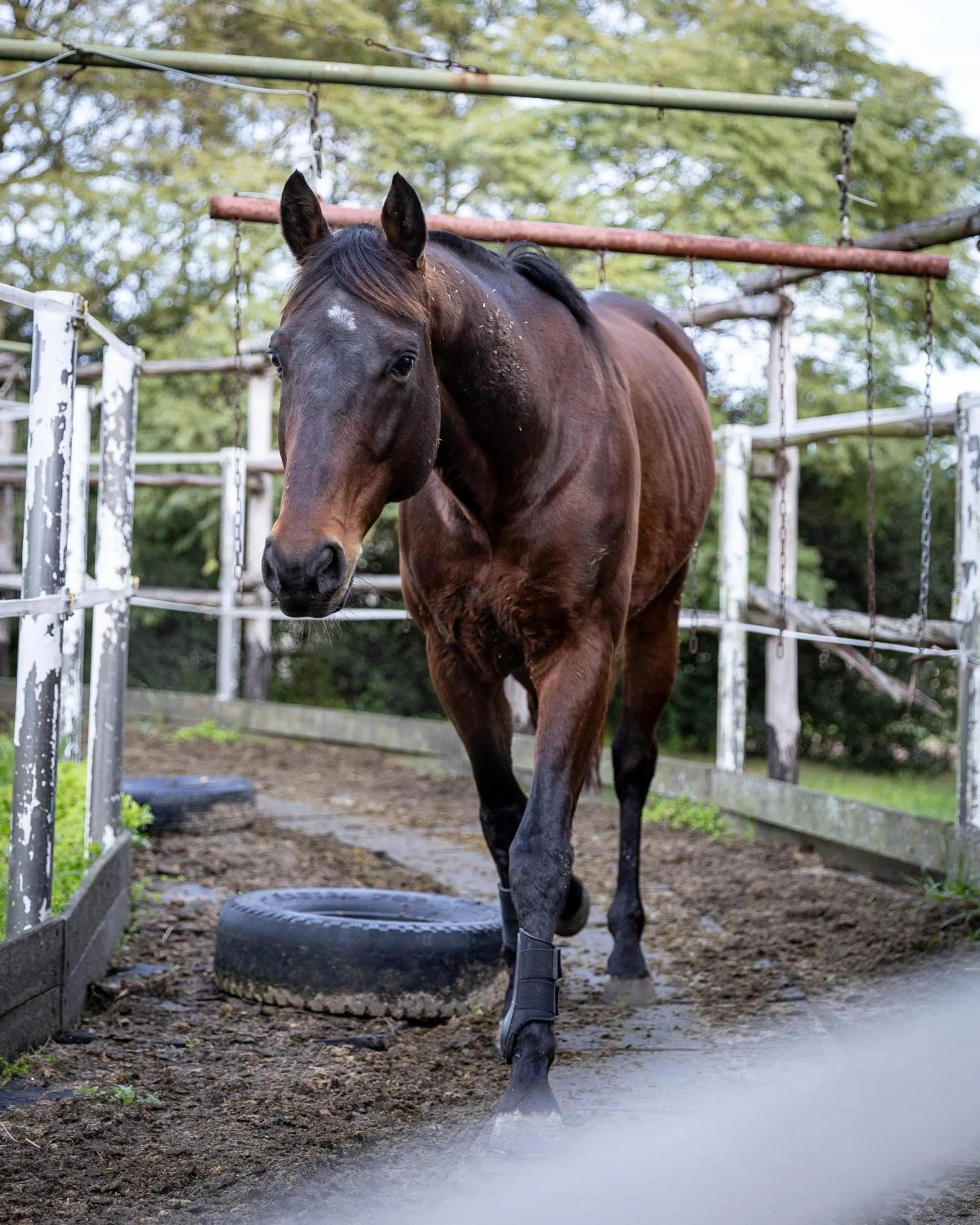Animals in La Baguala