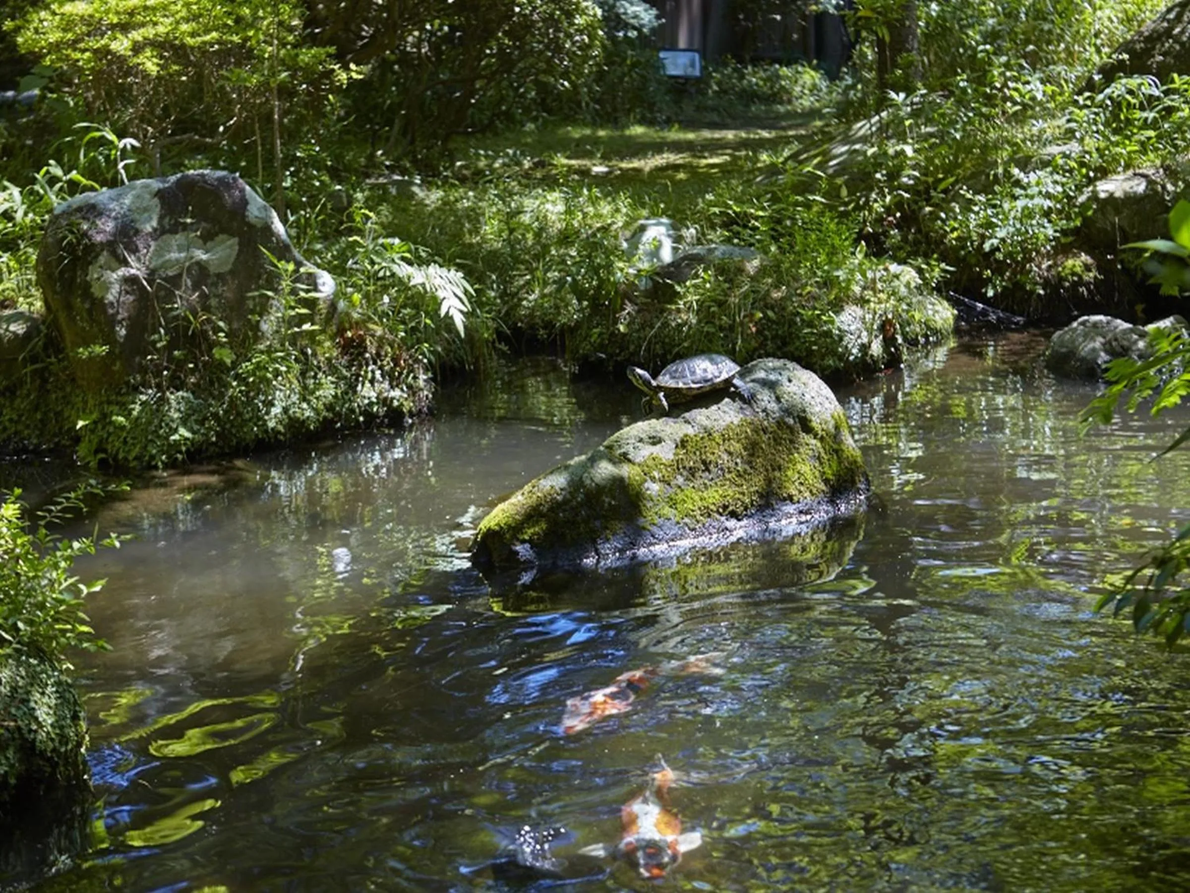 Natural landscape in Numazu Club