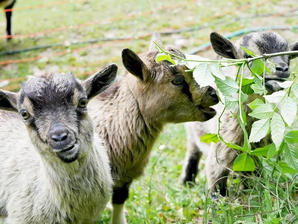 Other in Le Perchoir des Pyrénées