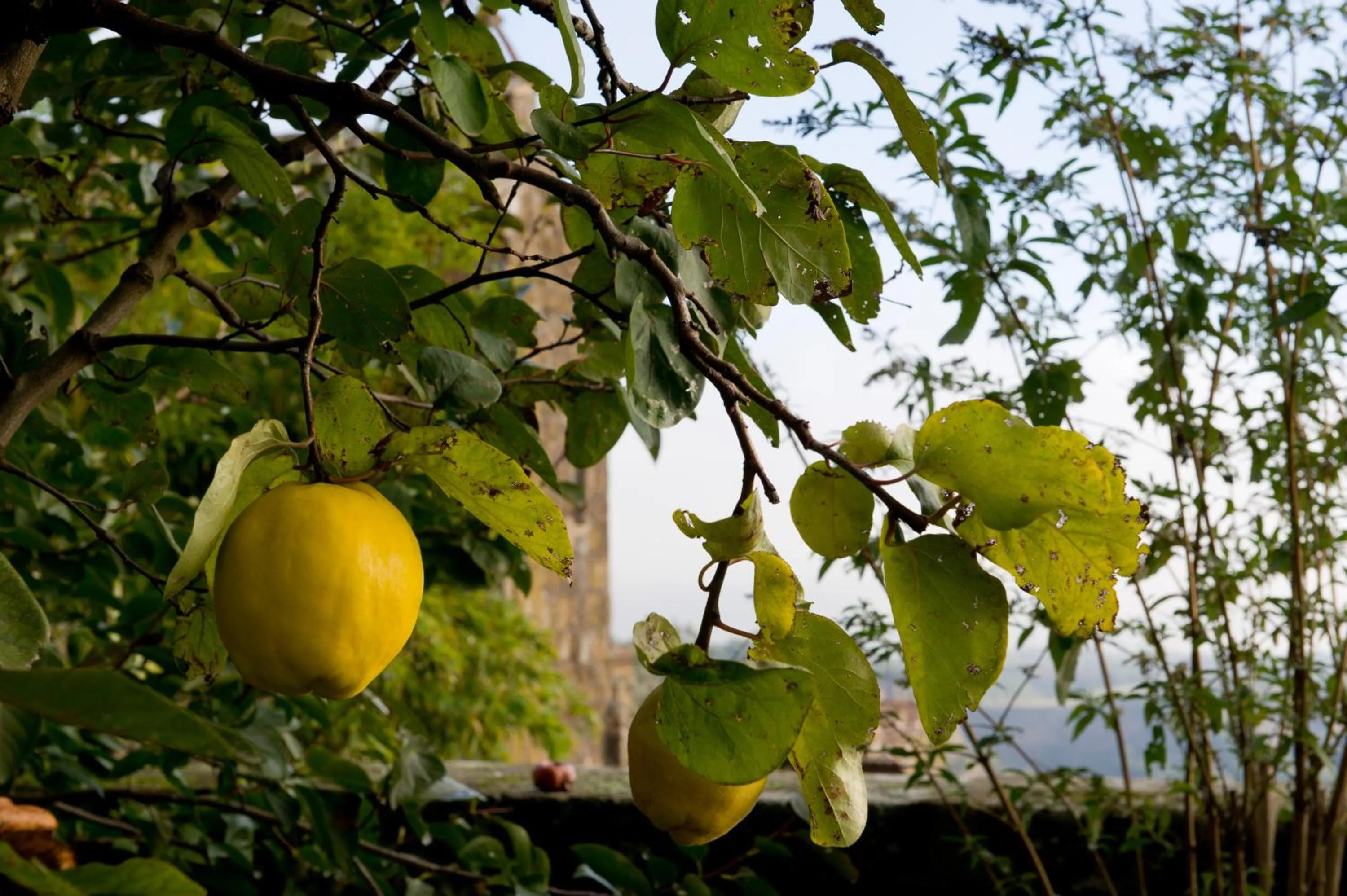 Garden in Palazzo Contino