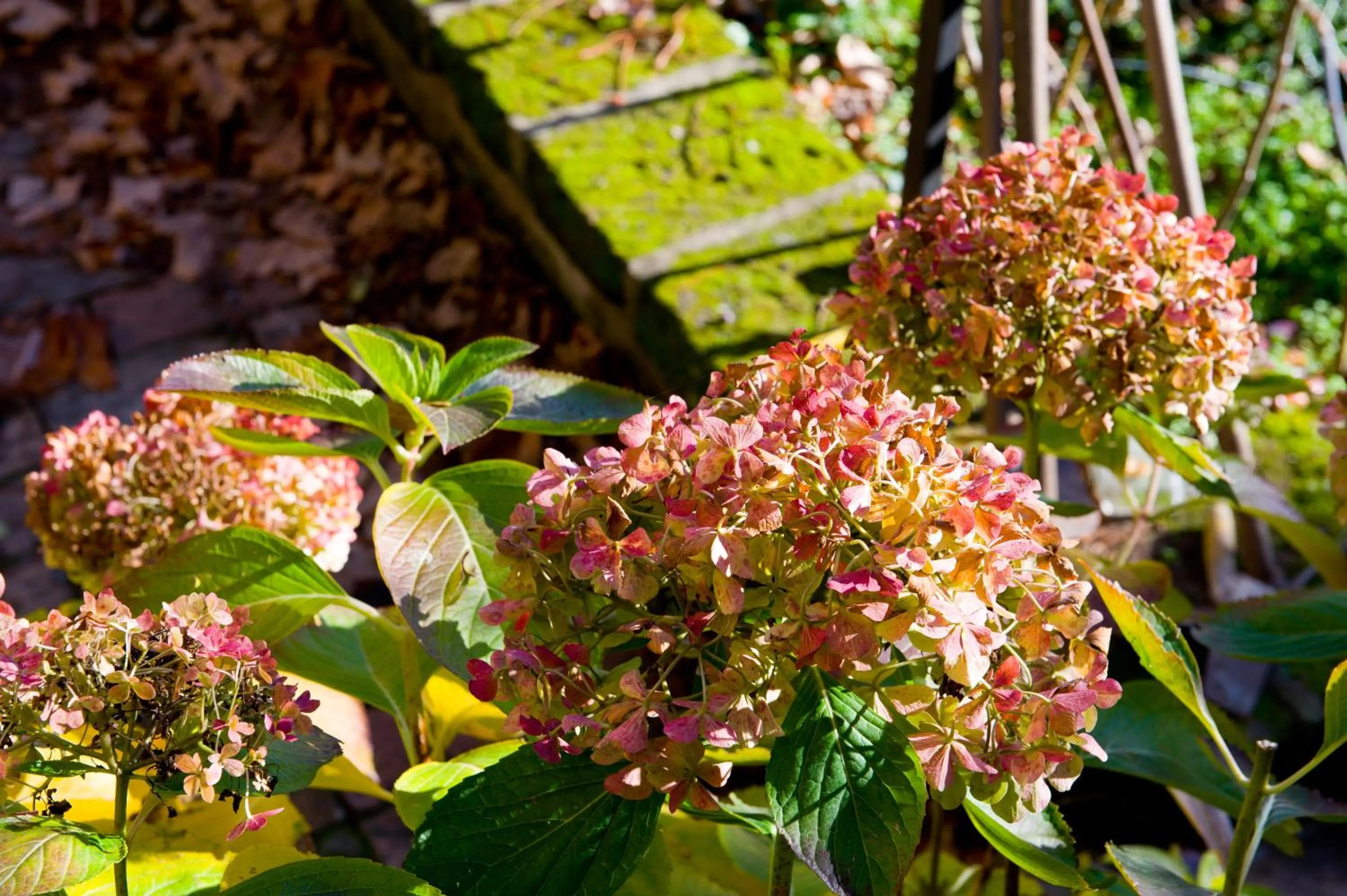 Garden view in Palazzo Contino