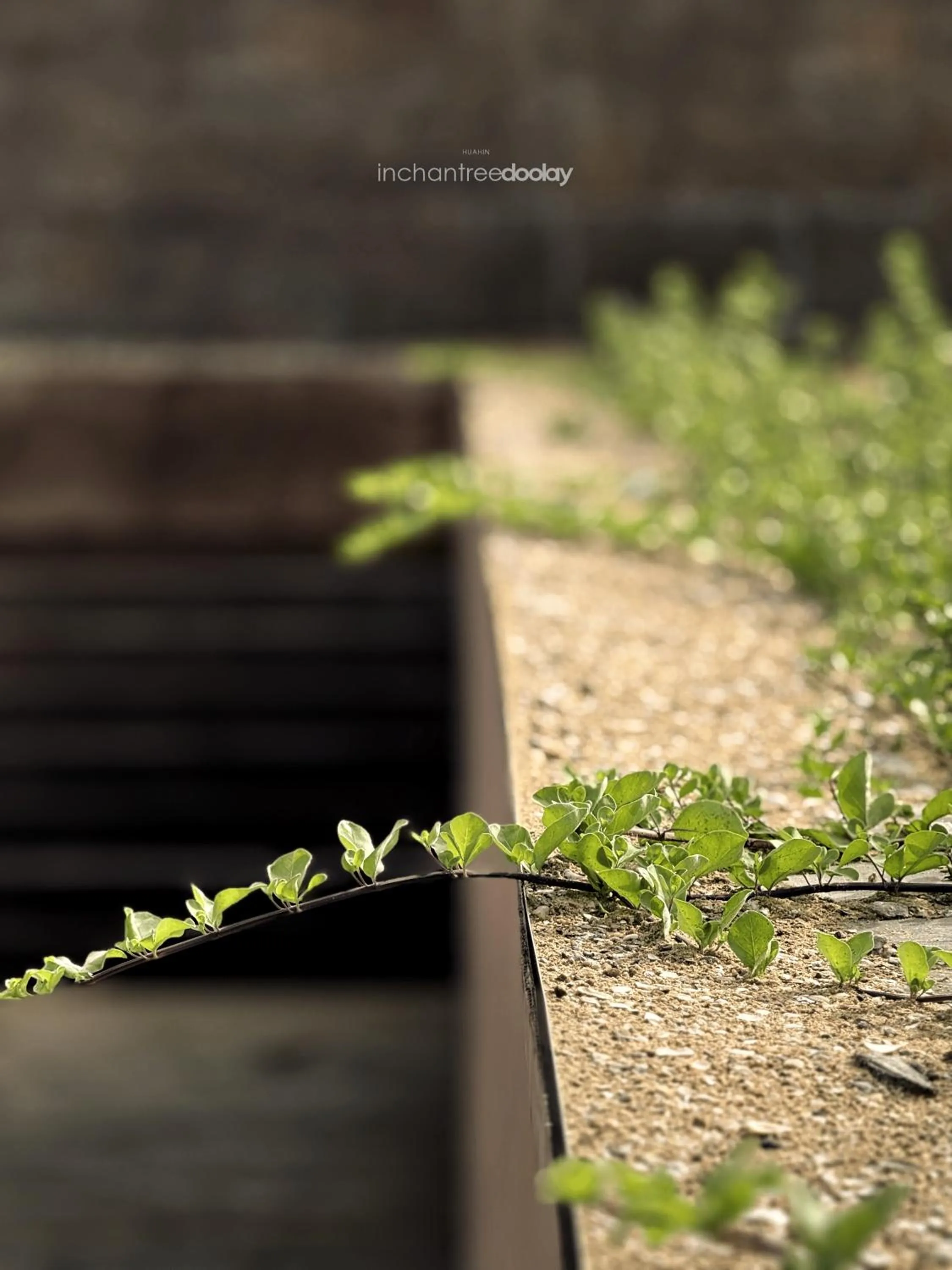 inchantreedoolay huahin