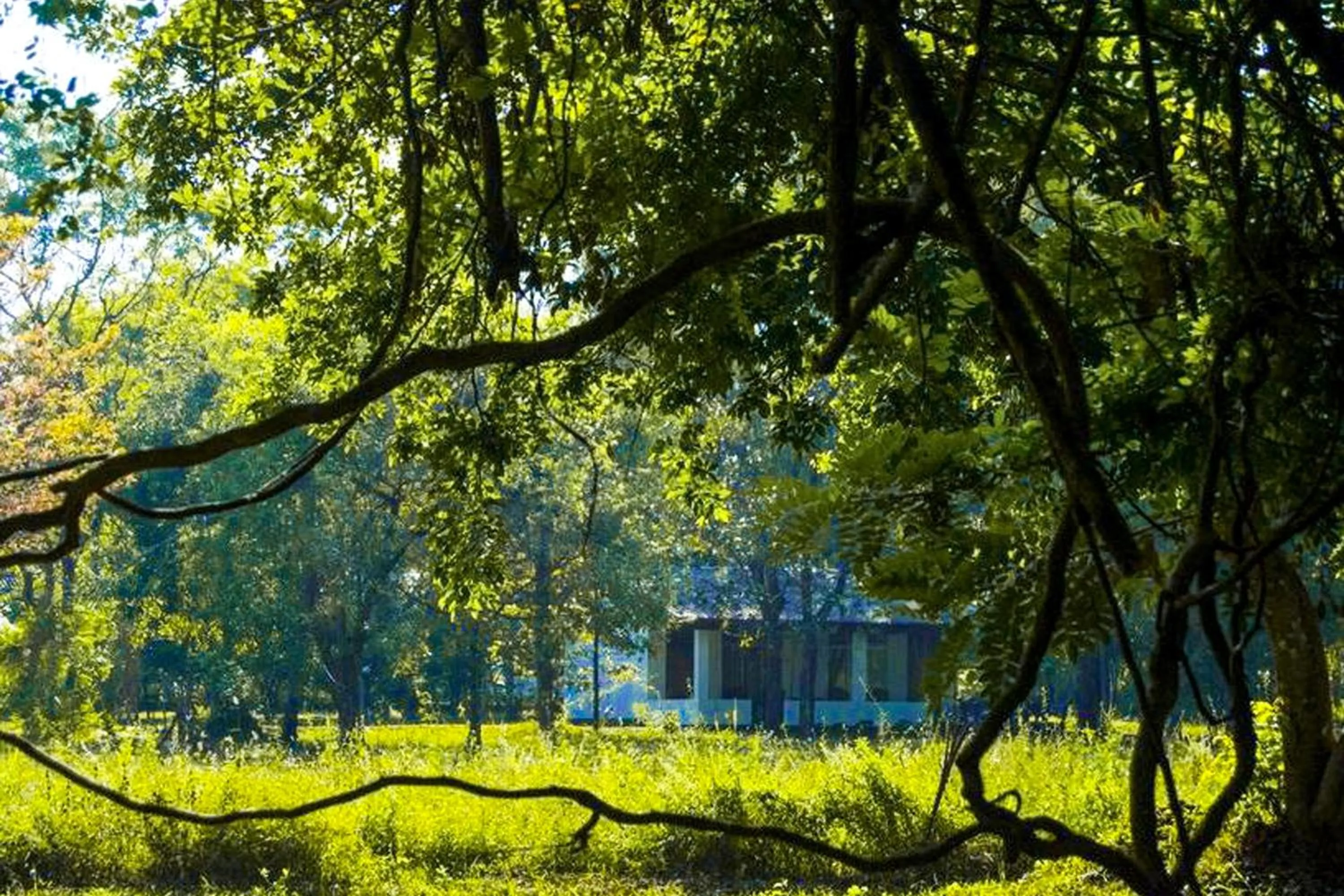 Spring in Banana Rest Sigiriya