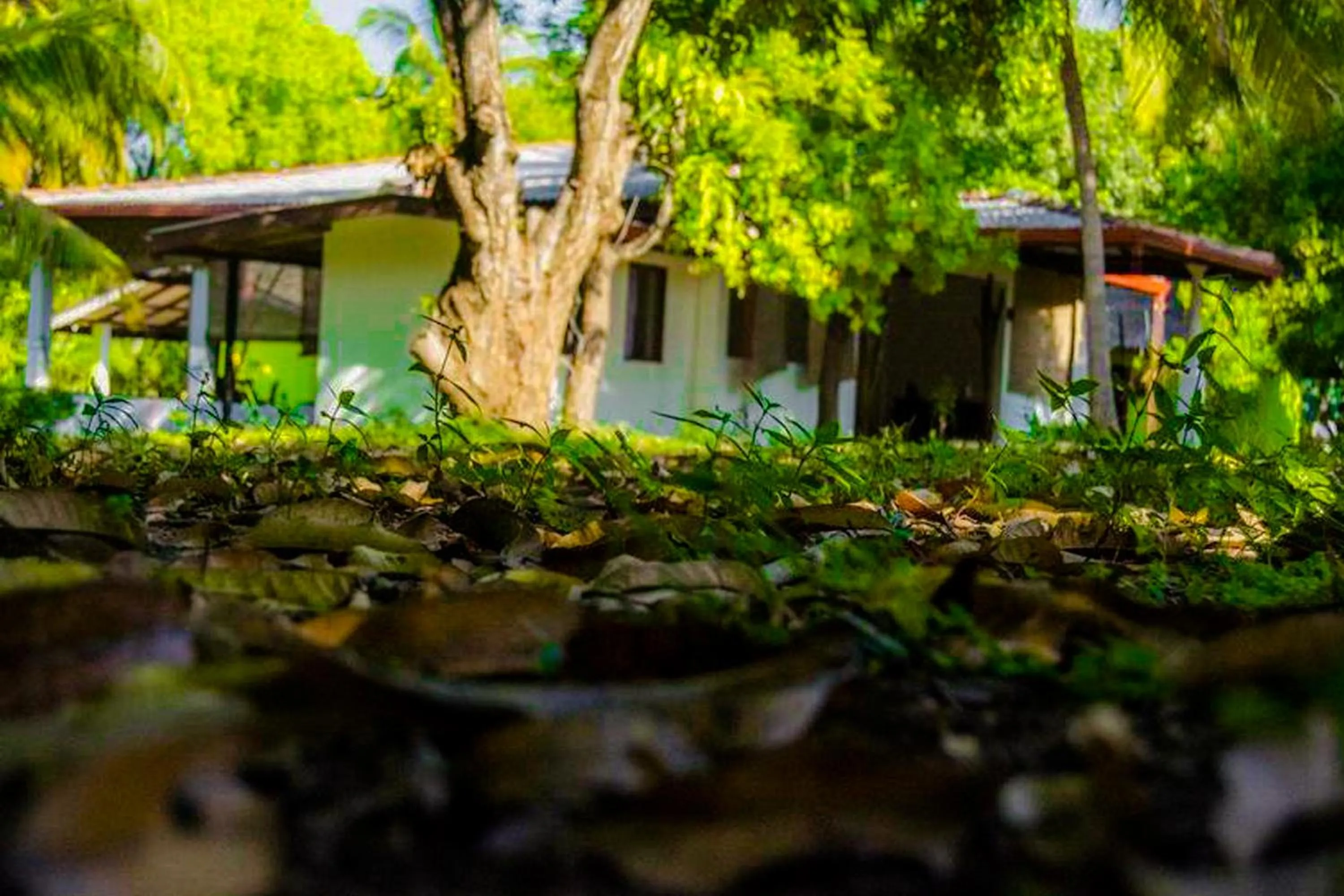 Property building in Banana Rest Sigiriya