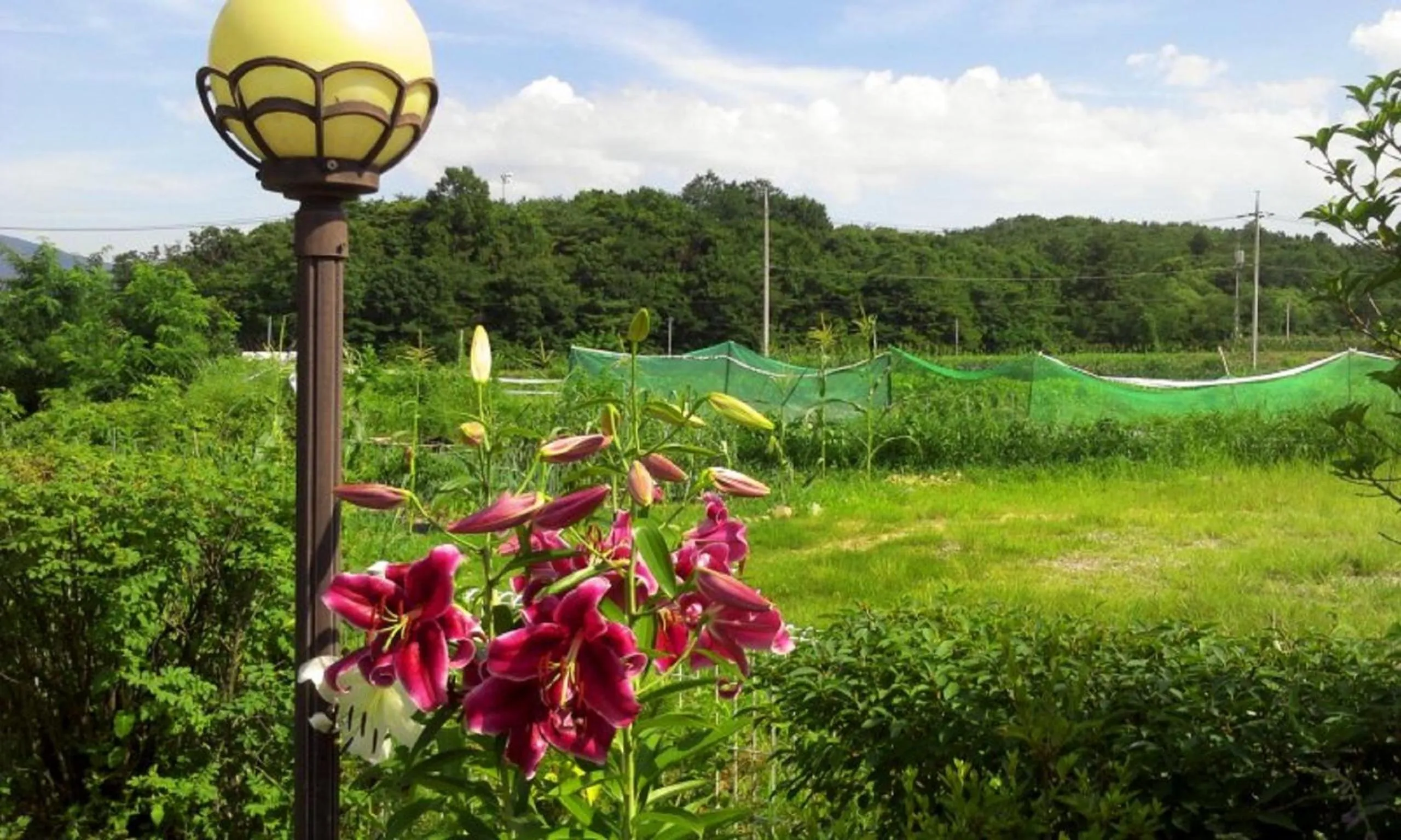 View (from property/room) in Yejeon Pension