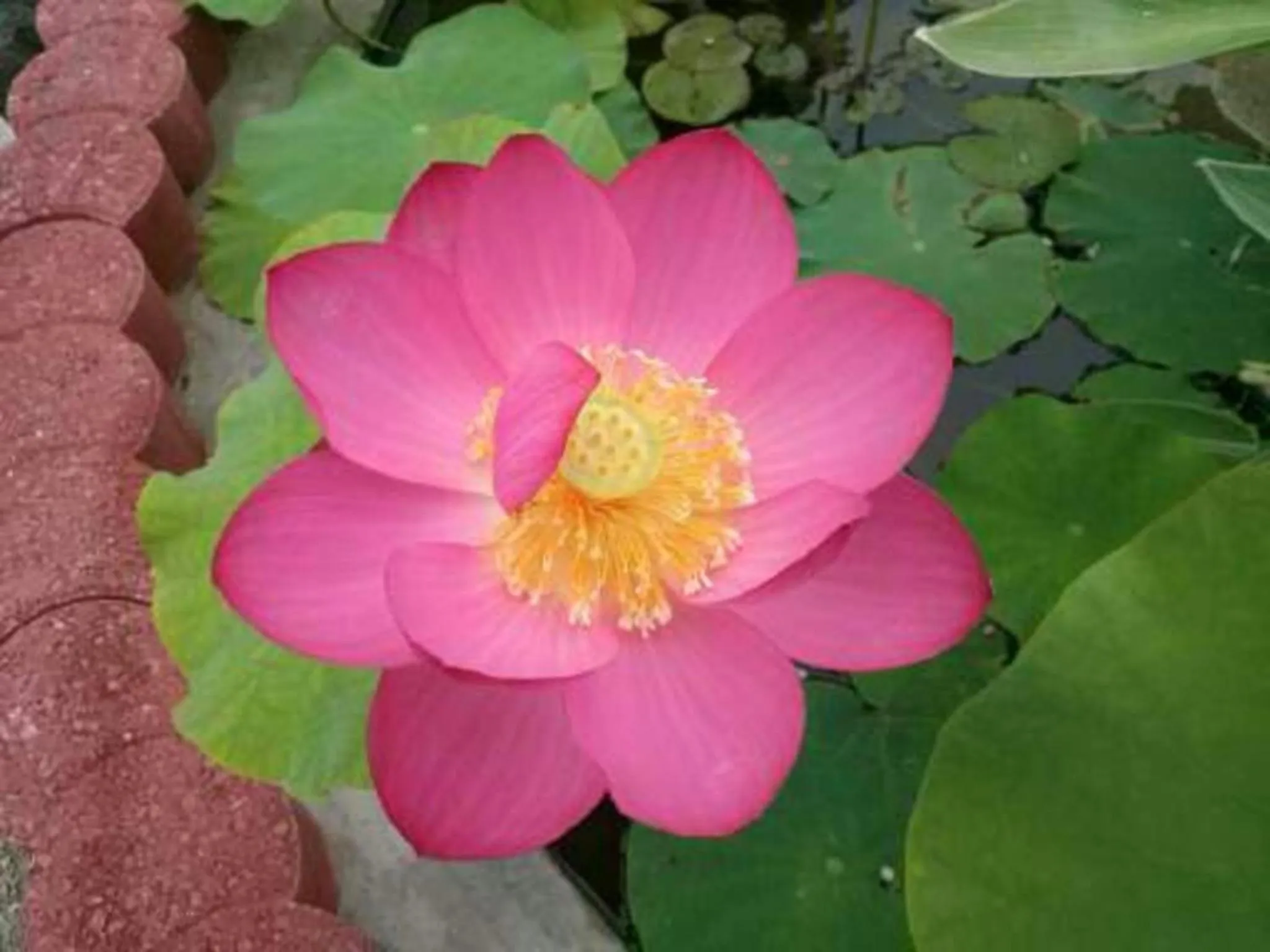 Garden view in Yejeon Pension