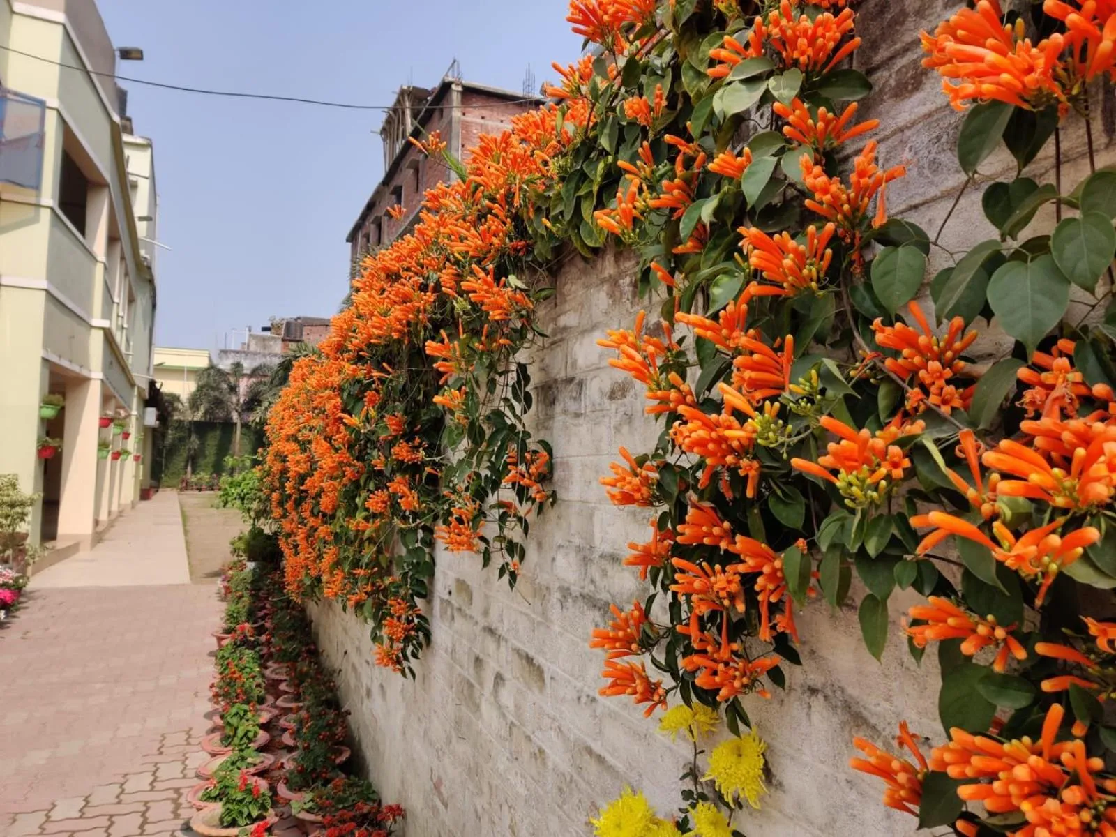 Garden in Hotel Satkar