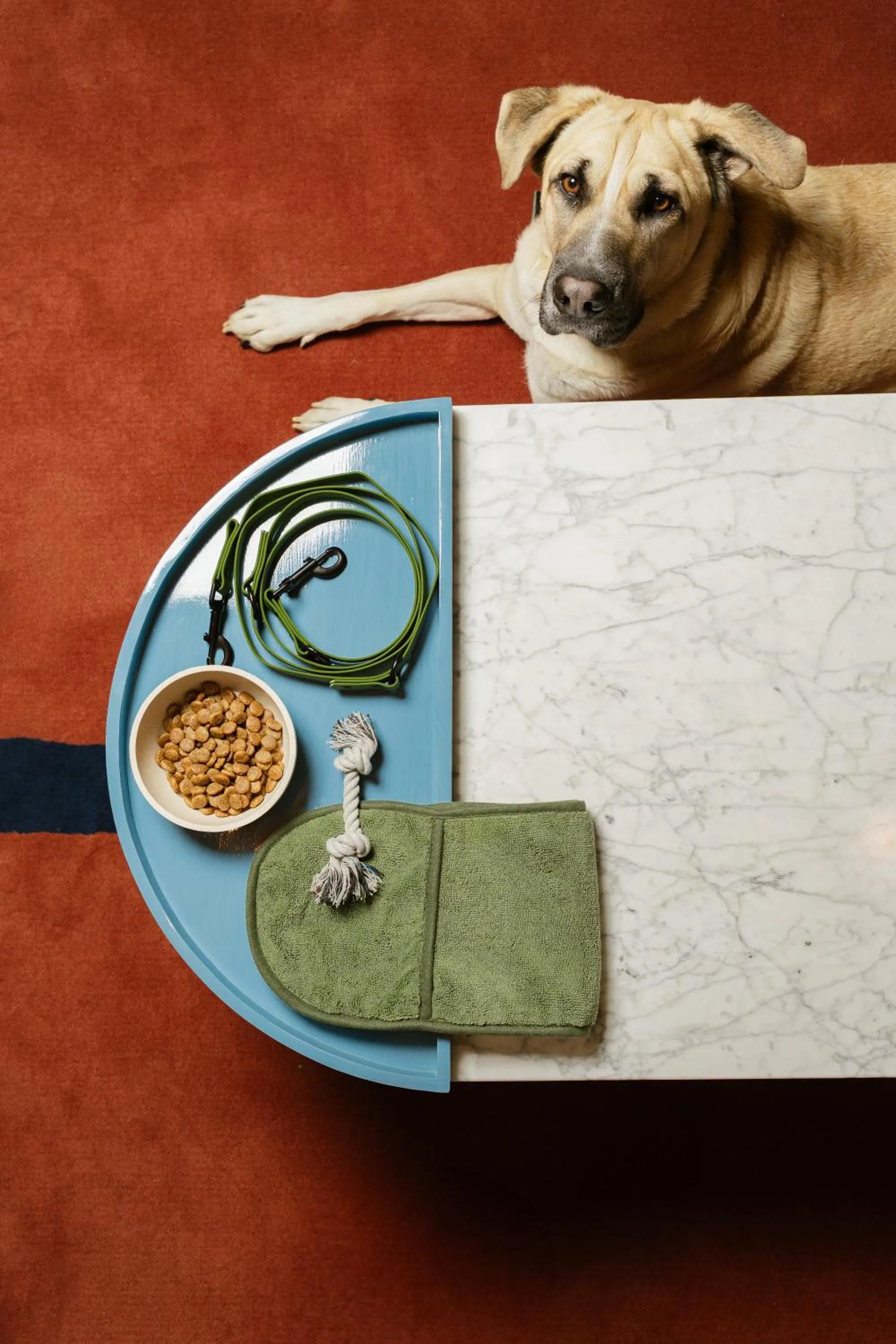 Pets in Kimpton Main Frankfurt by IHG