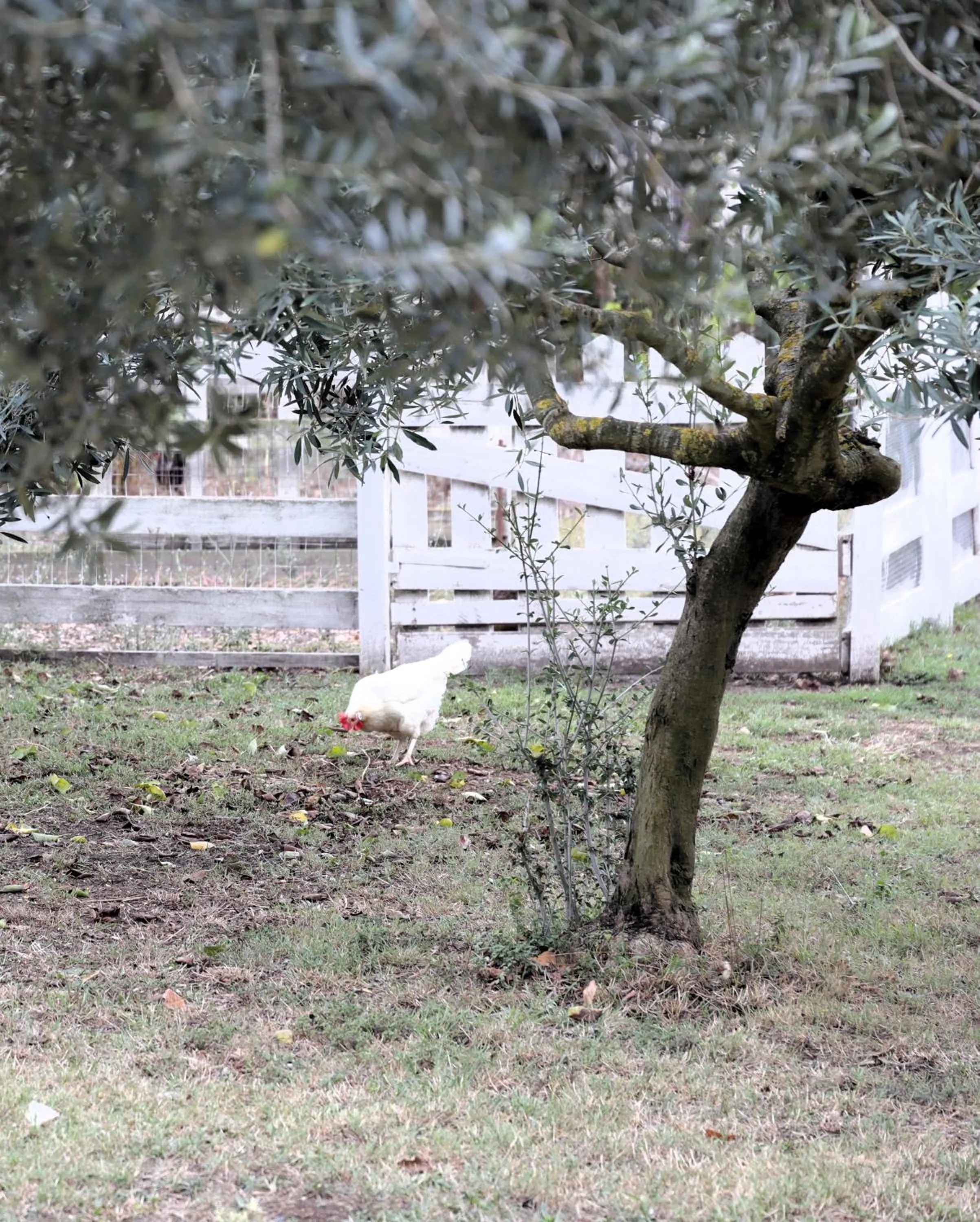 B&B Le Colline Country House