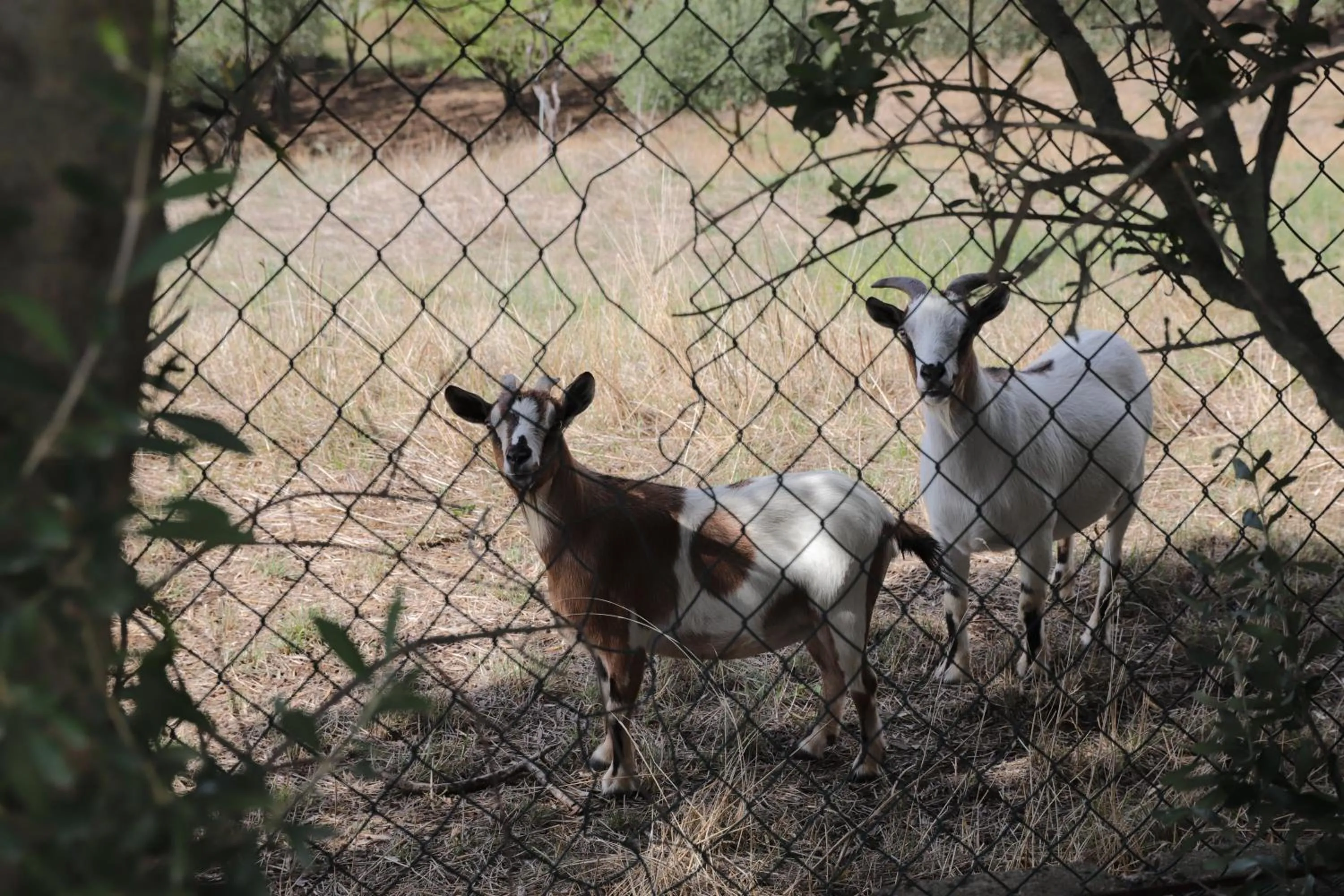 B&B Le Colline Country House