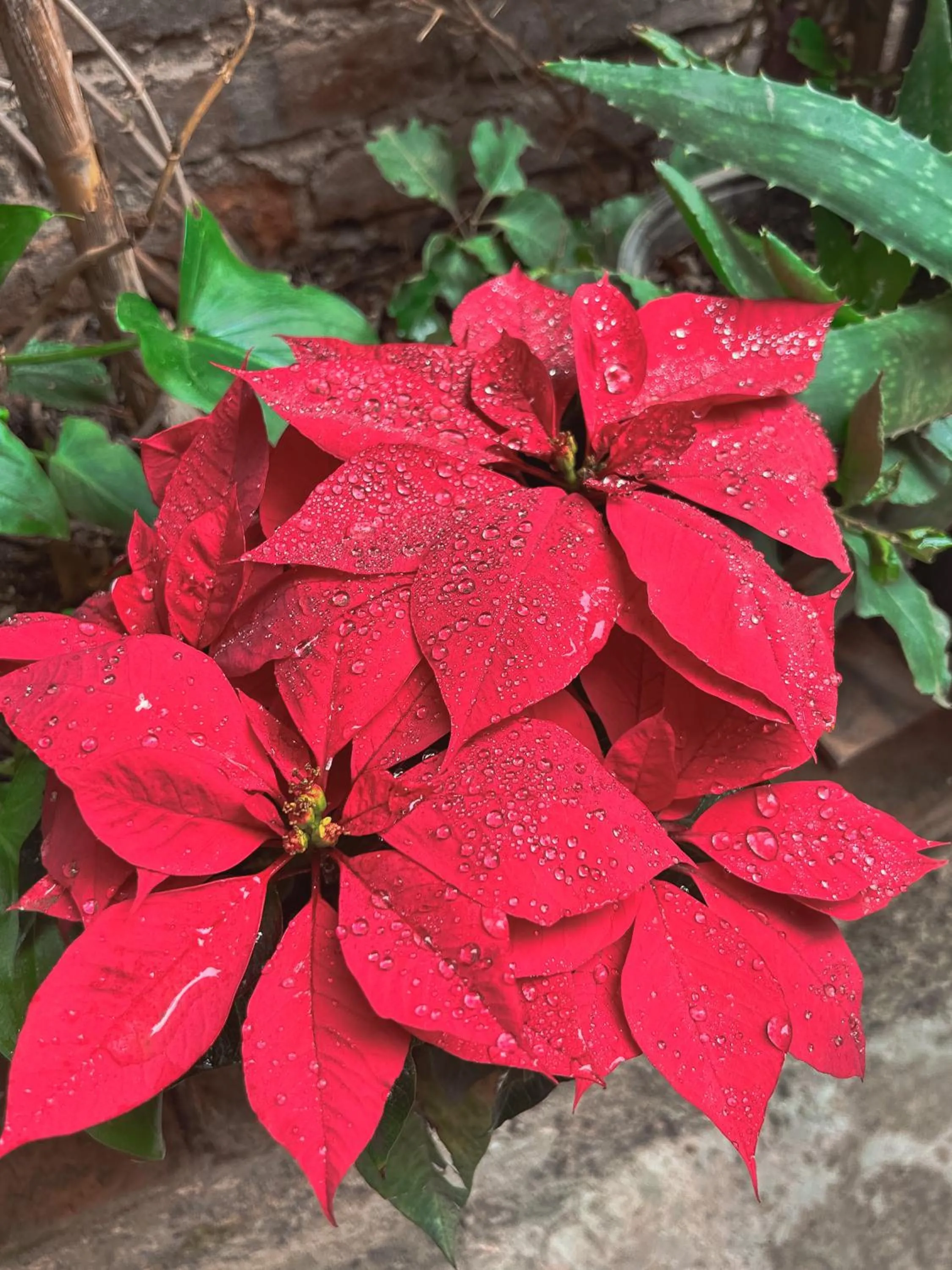 Patio in SiempreViva Hospedaje By GEstores