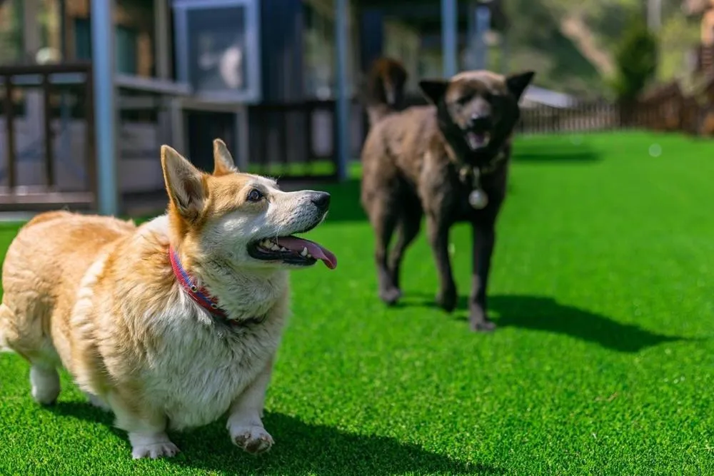 Gyeongju Helper pet Pension