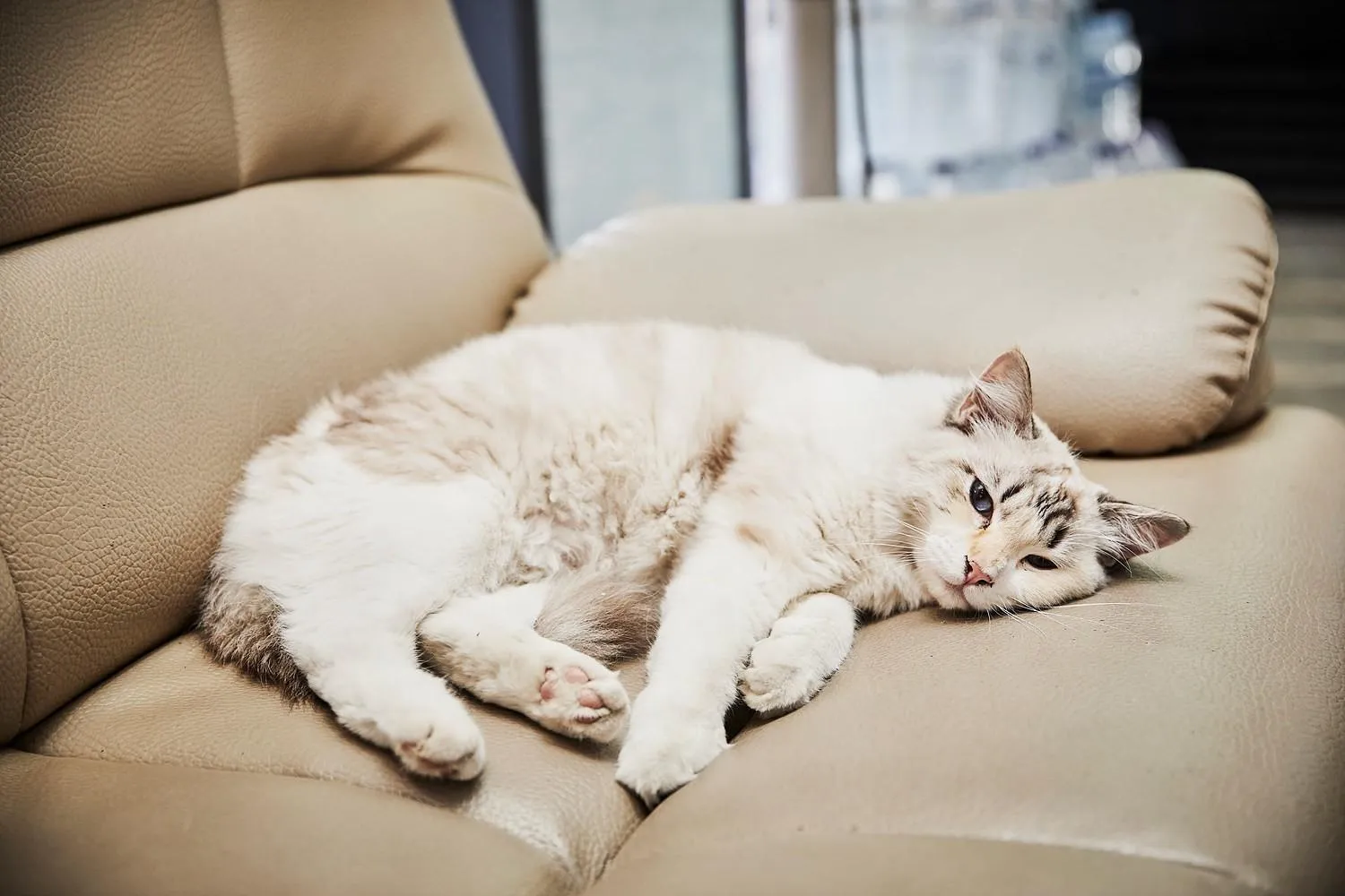 Gangreung refresh odaesanjeom