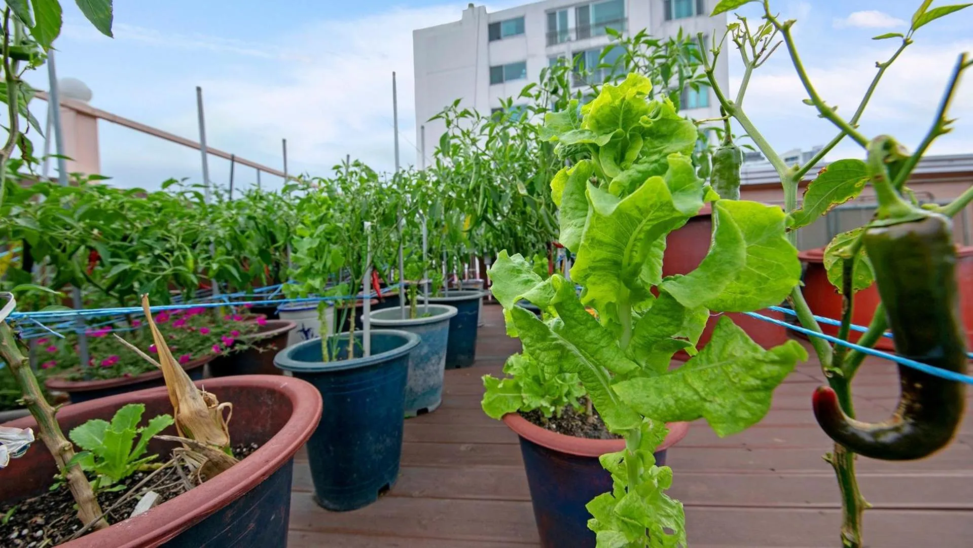 Gangneung Jumunjin Lighthouse Pension