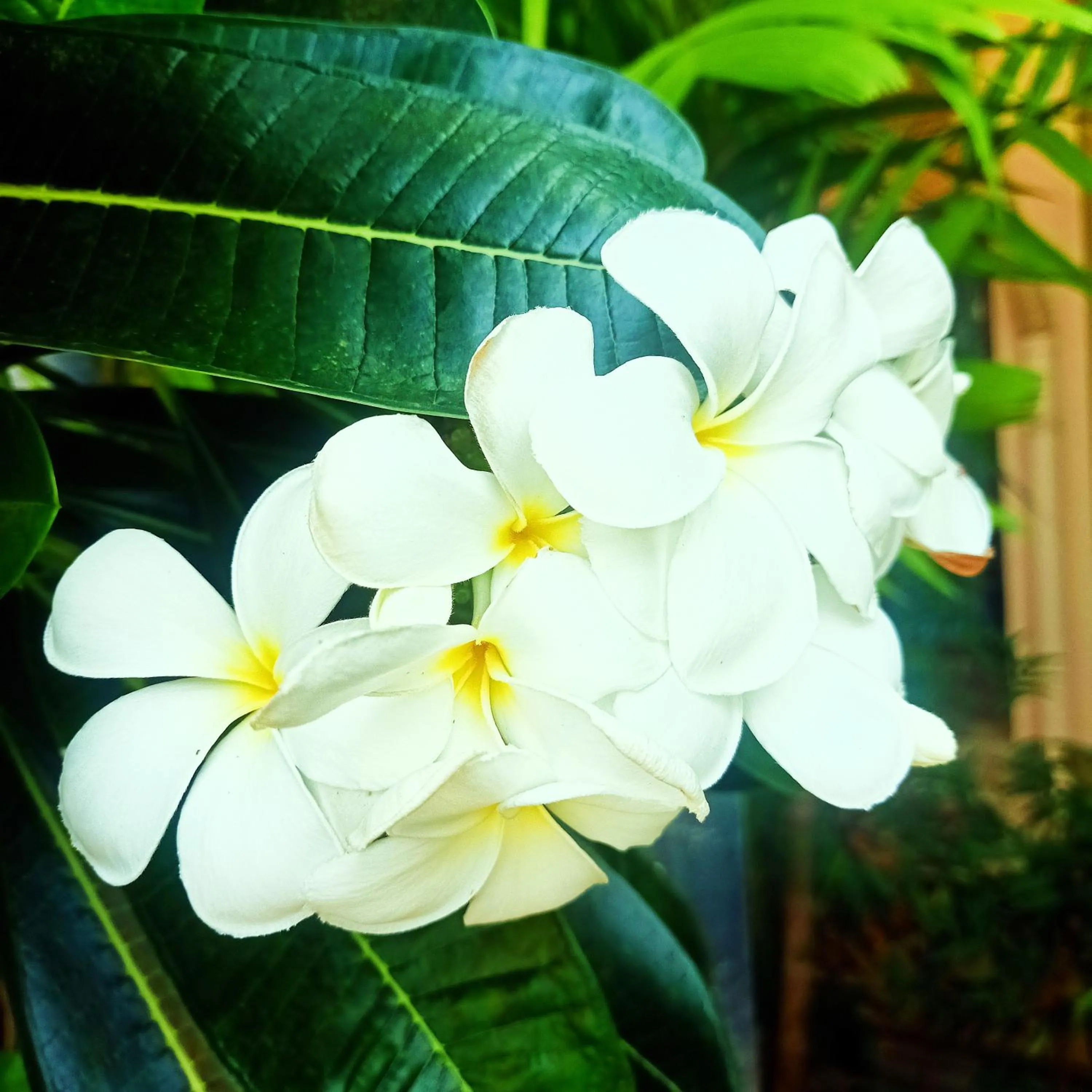 Siam Tara Resort Chiangkhong