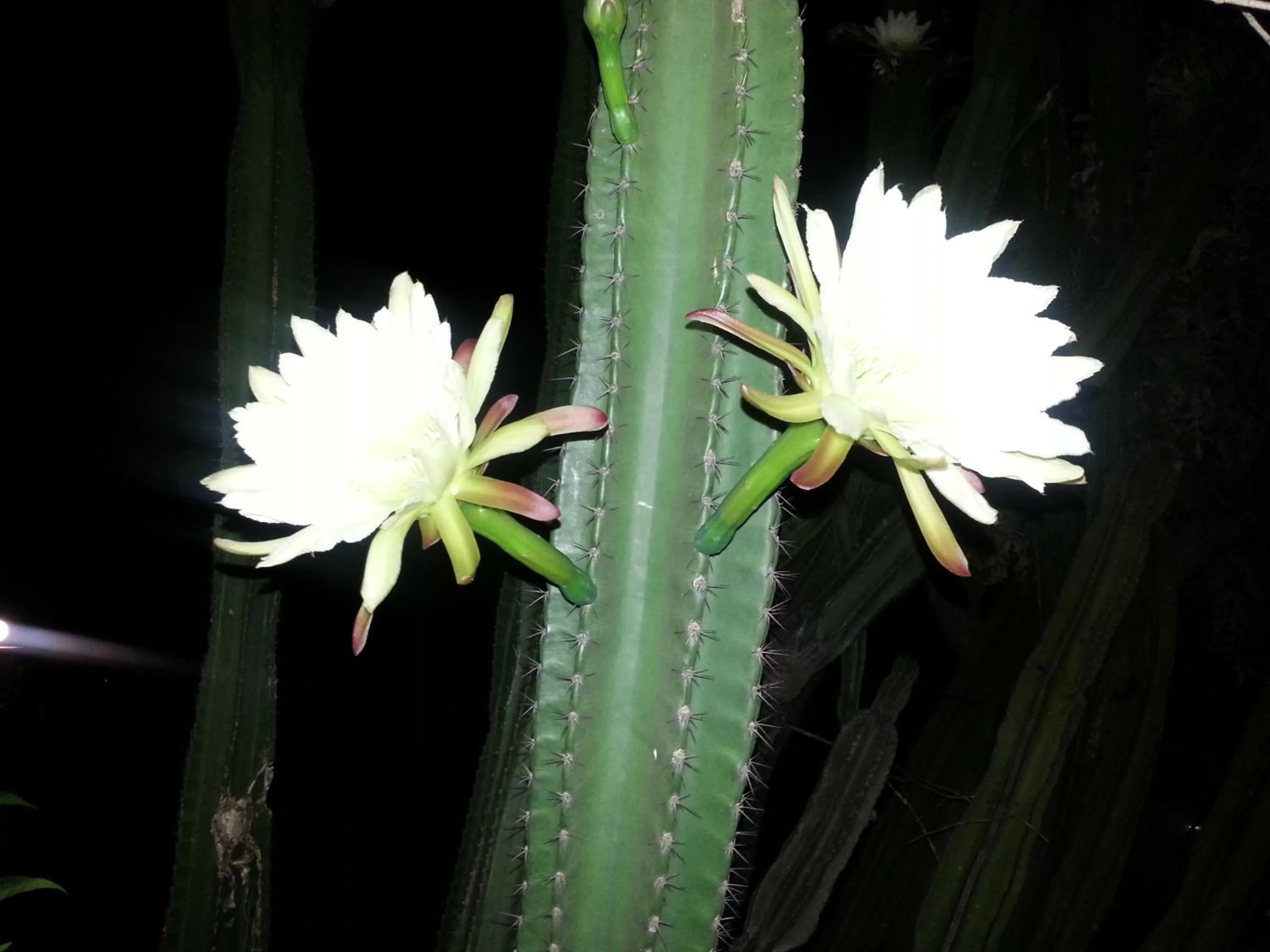 Decorative detail in Kwa-Eden Hotels and Conferencing