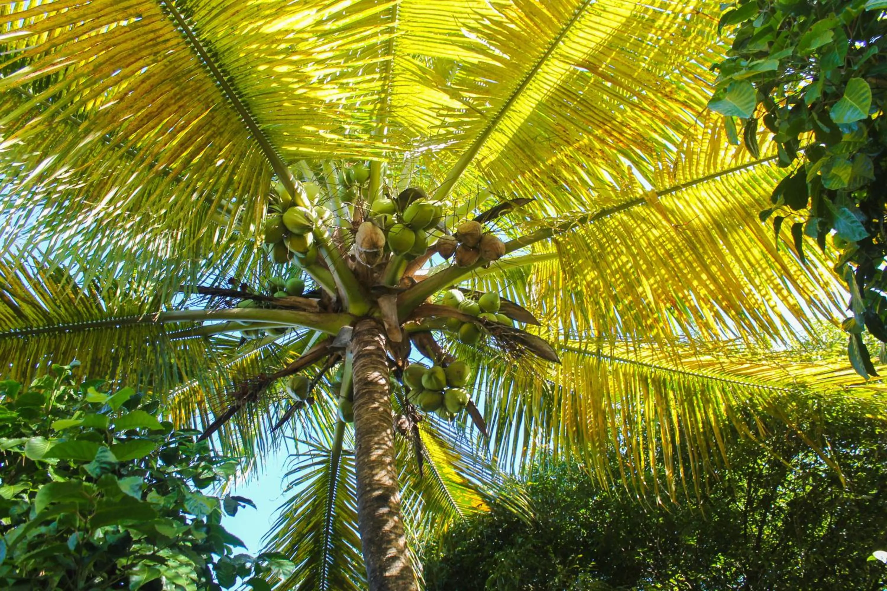 Garden in Pousada Colibri