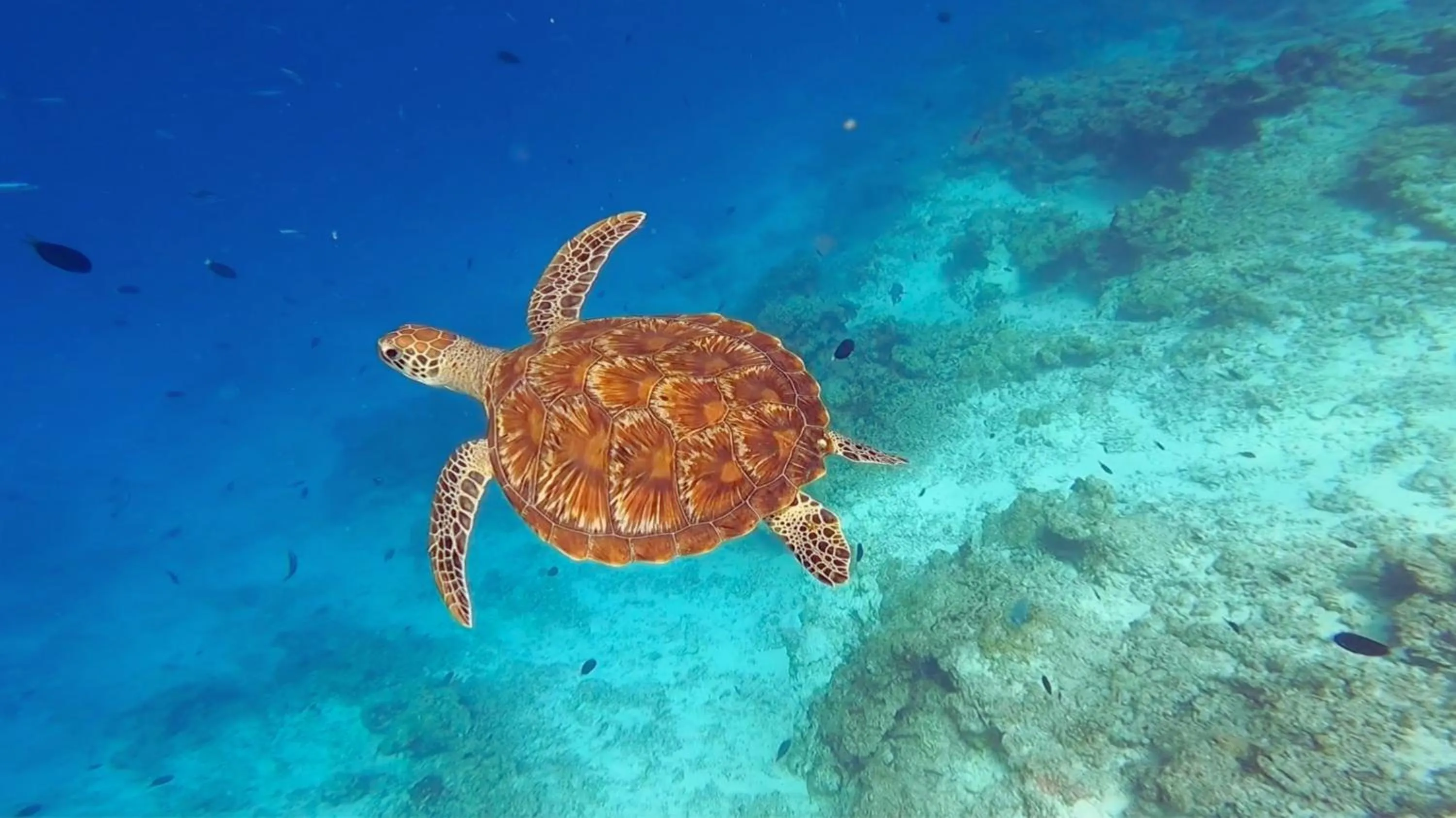 Animals in Arrival Beach and Spa