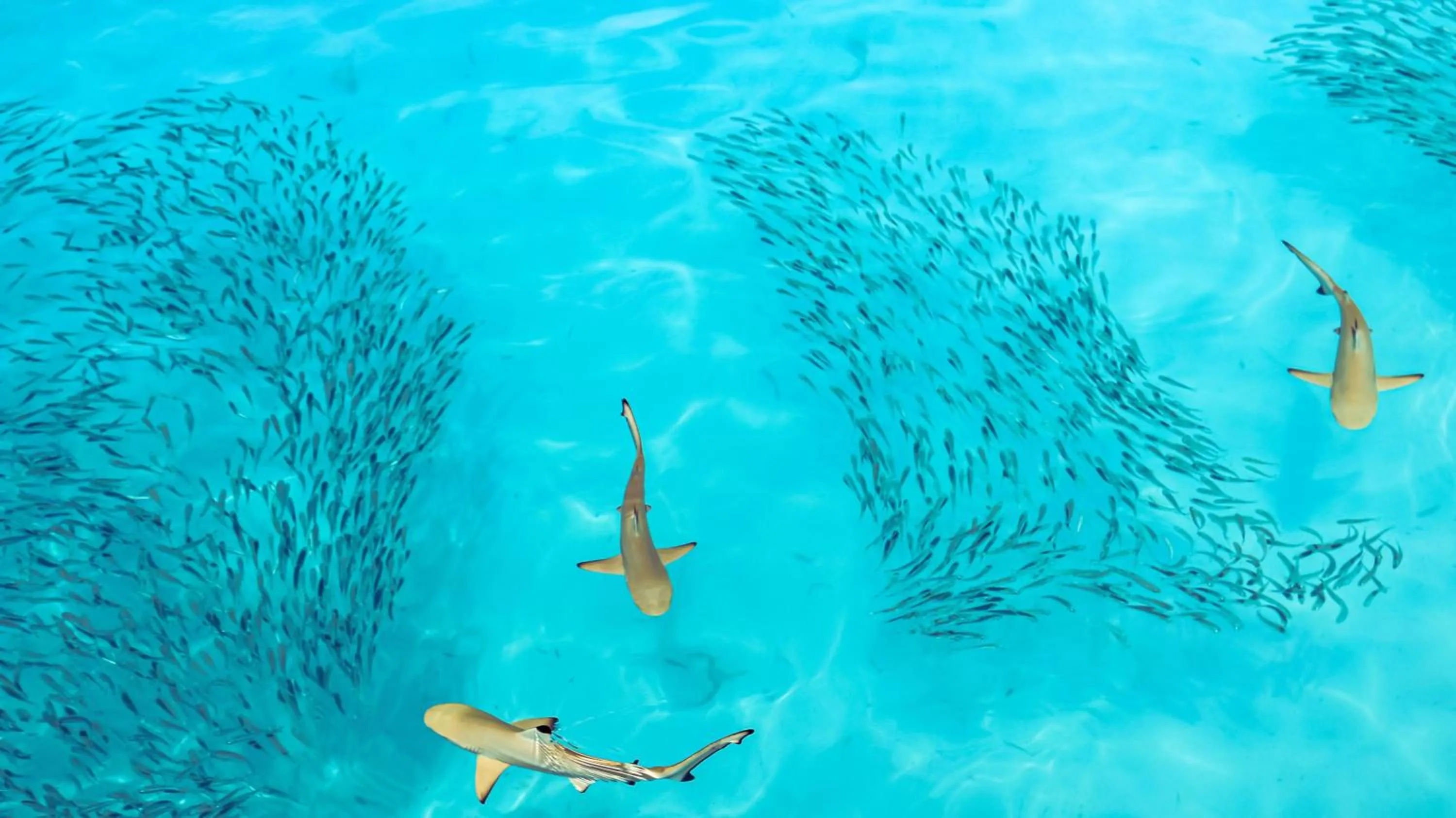 Natural landscape in Arrival Beach and Spa