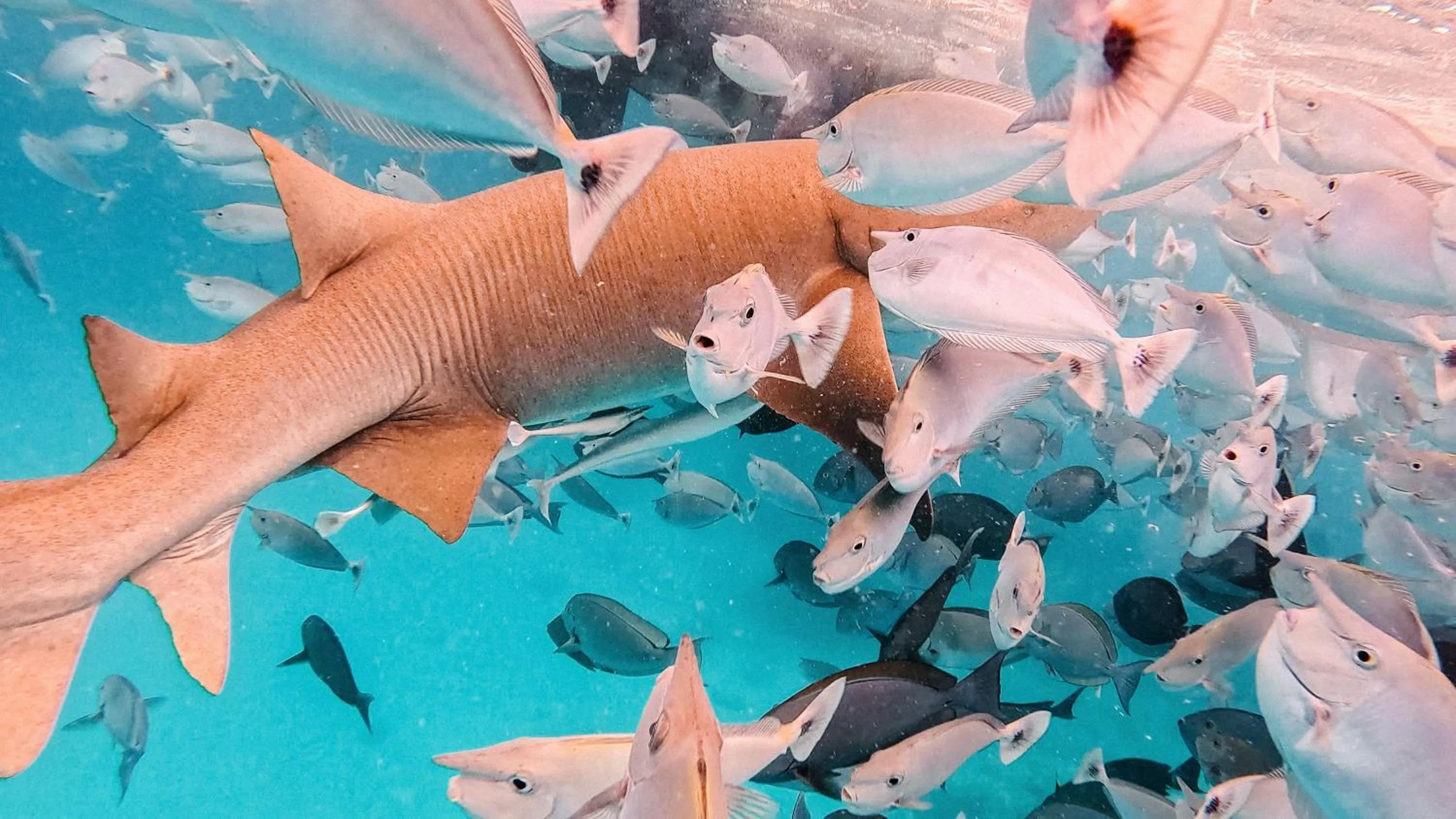 Activities in Arrival Beach and Spa