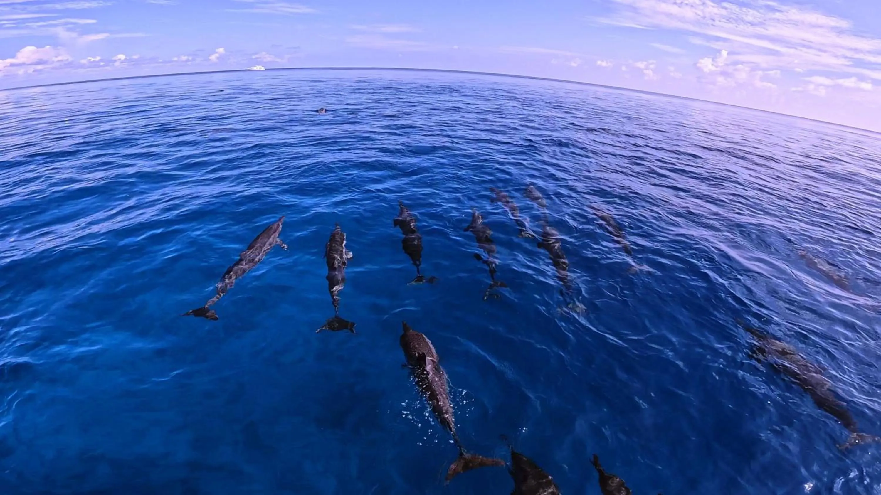Animals in Arrival Beach and Spa