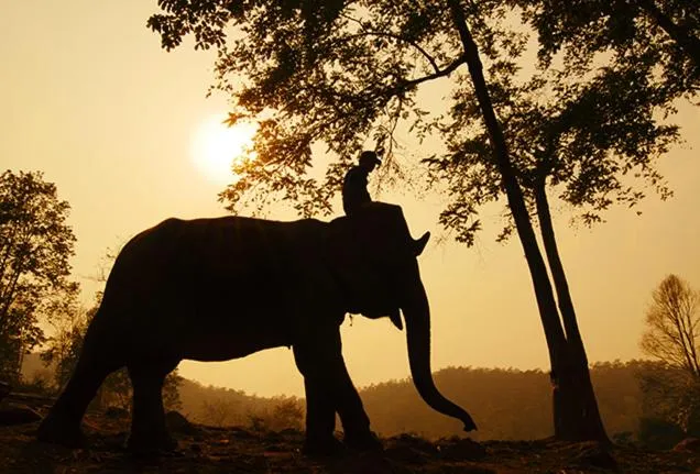 Activities in Songbird Suites