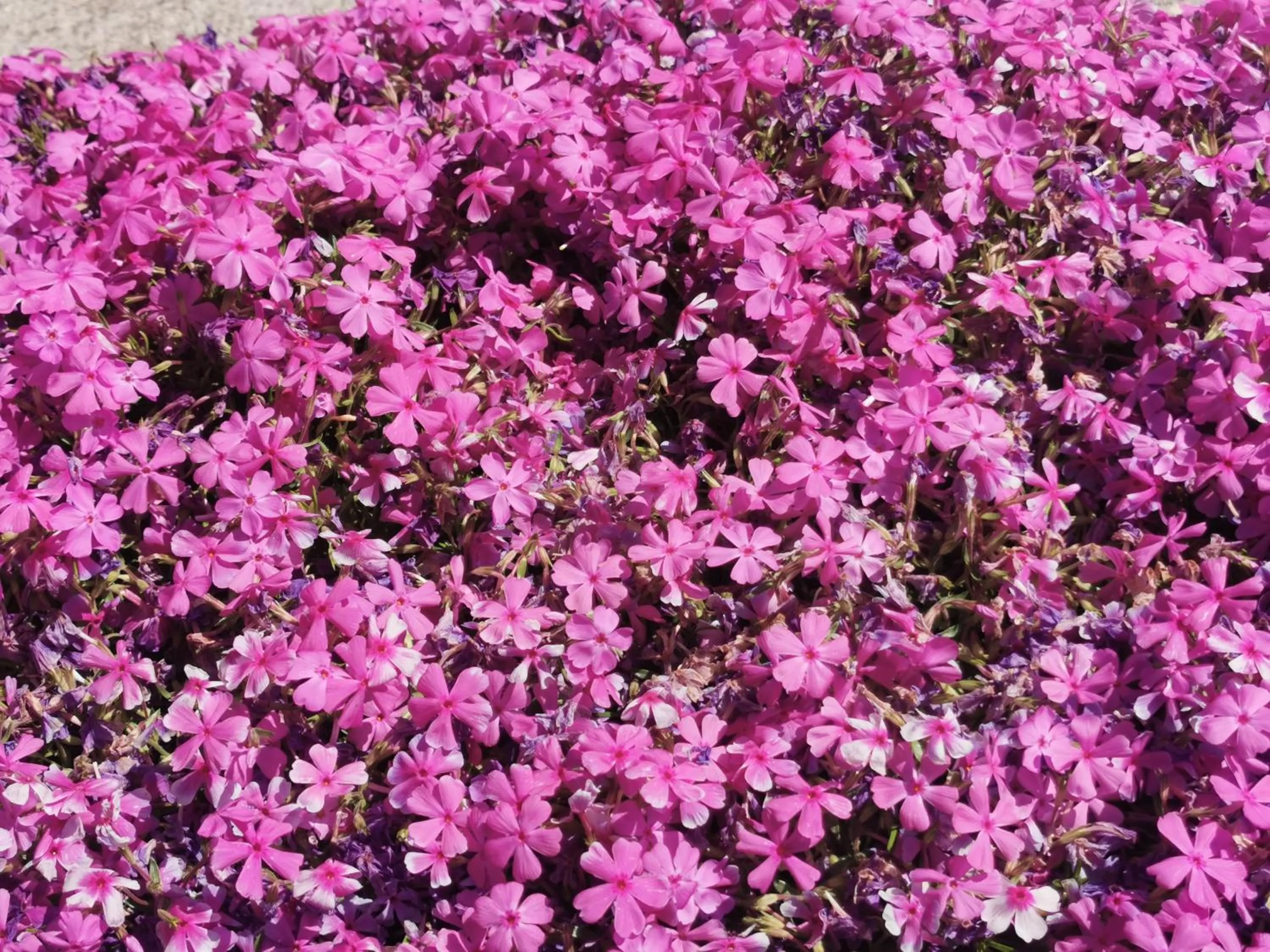 Day in Apartment Milka