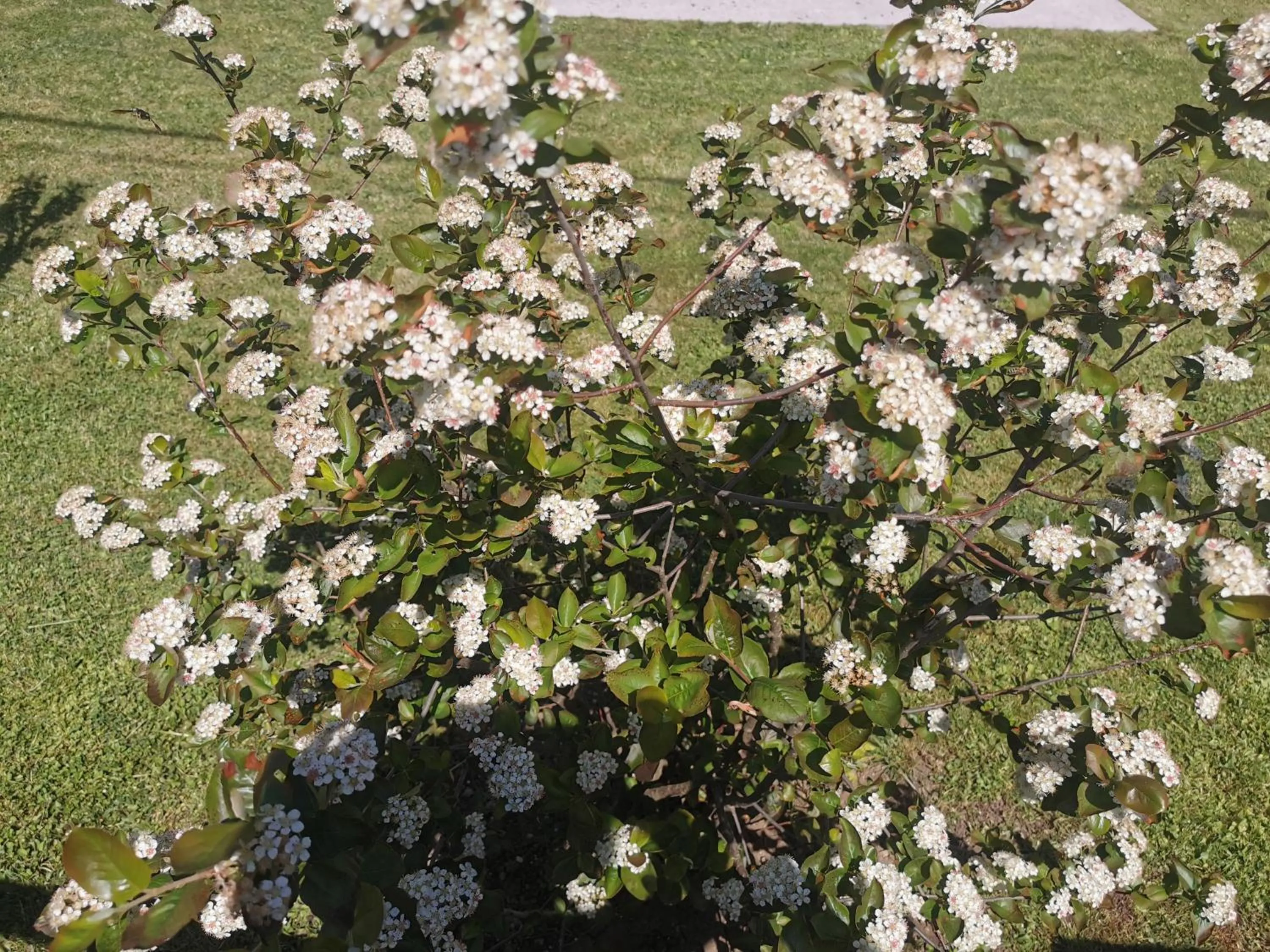 Garden in Apartment Milka