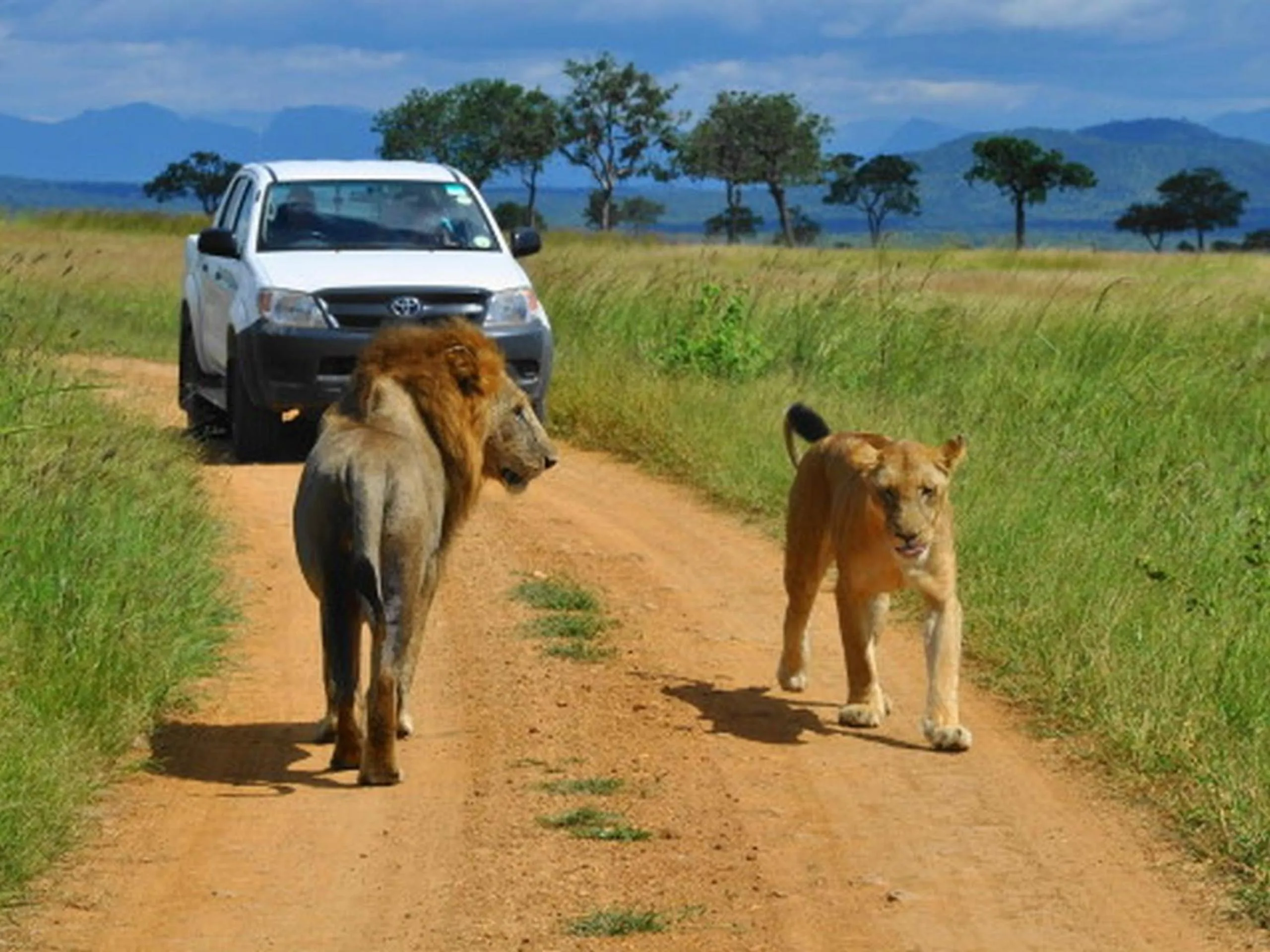 Animals in Tan-Swiss Lodge