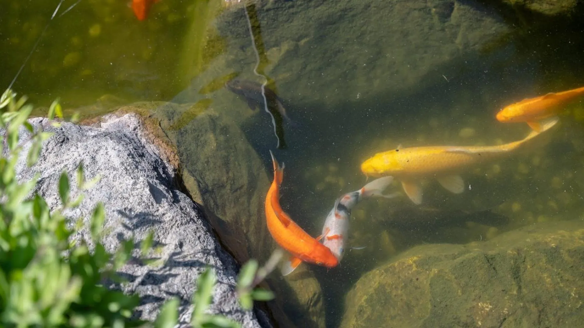 Property building in Daebudo olive Poolvilla pension