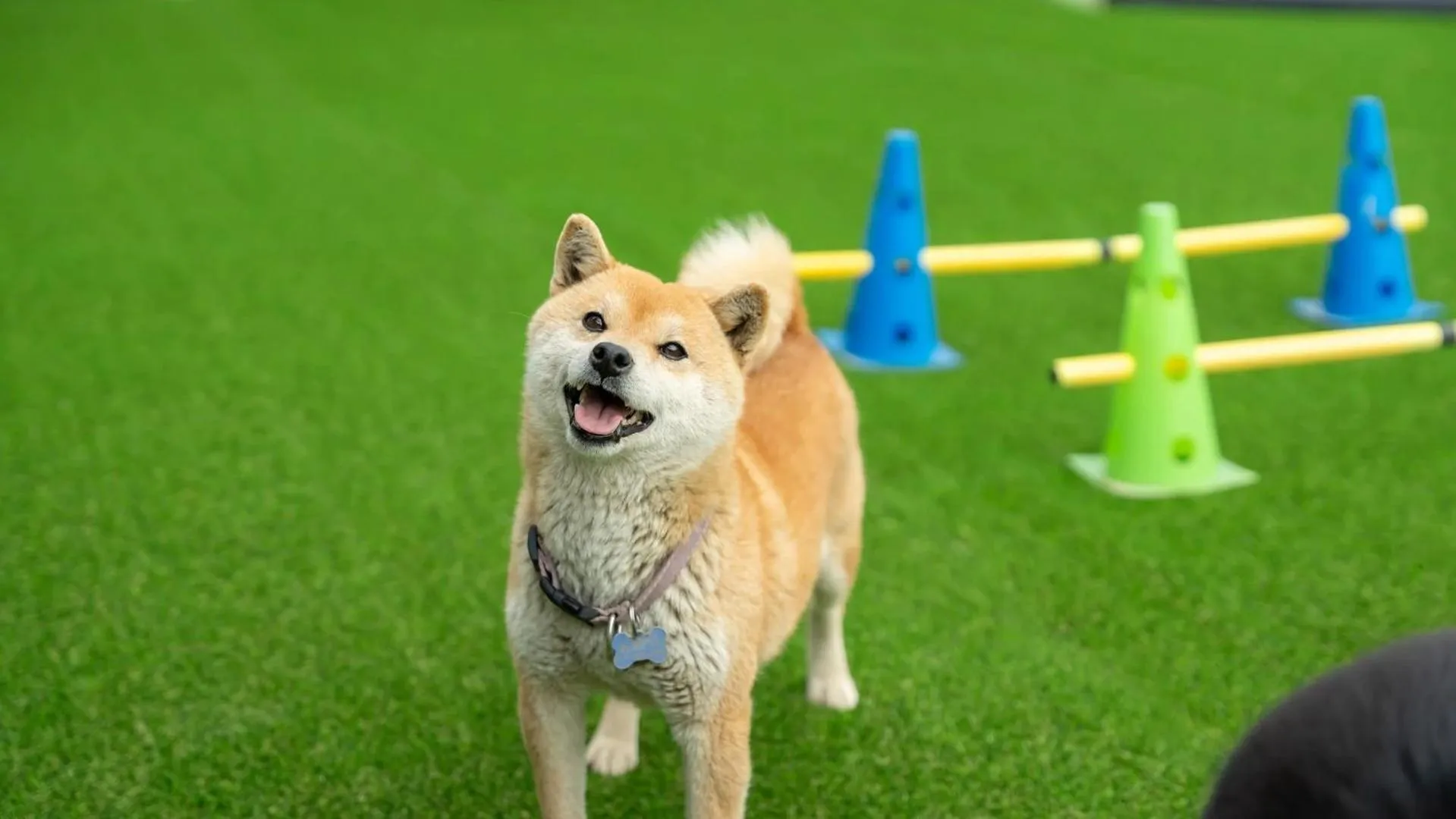 Property building in Gapyeong Ddobagi Pet & Spa Glamping