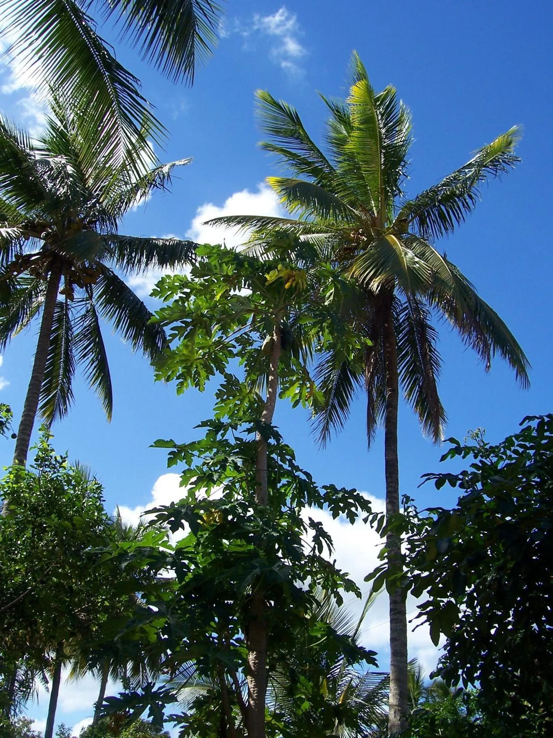 Area and facilities in Blue Moon Beach Holiday Resort